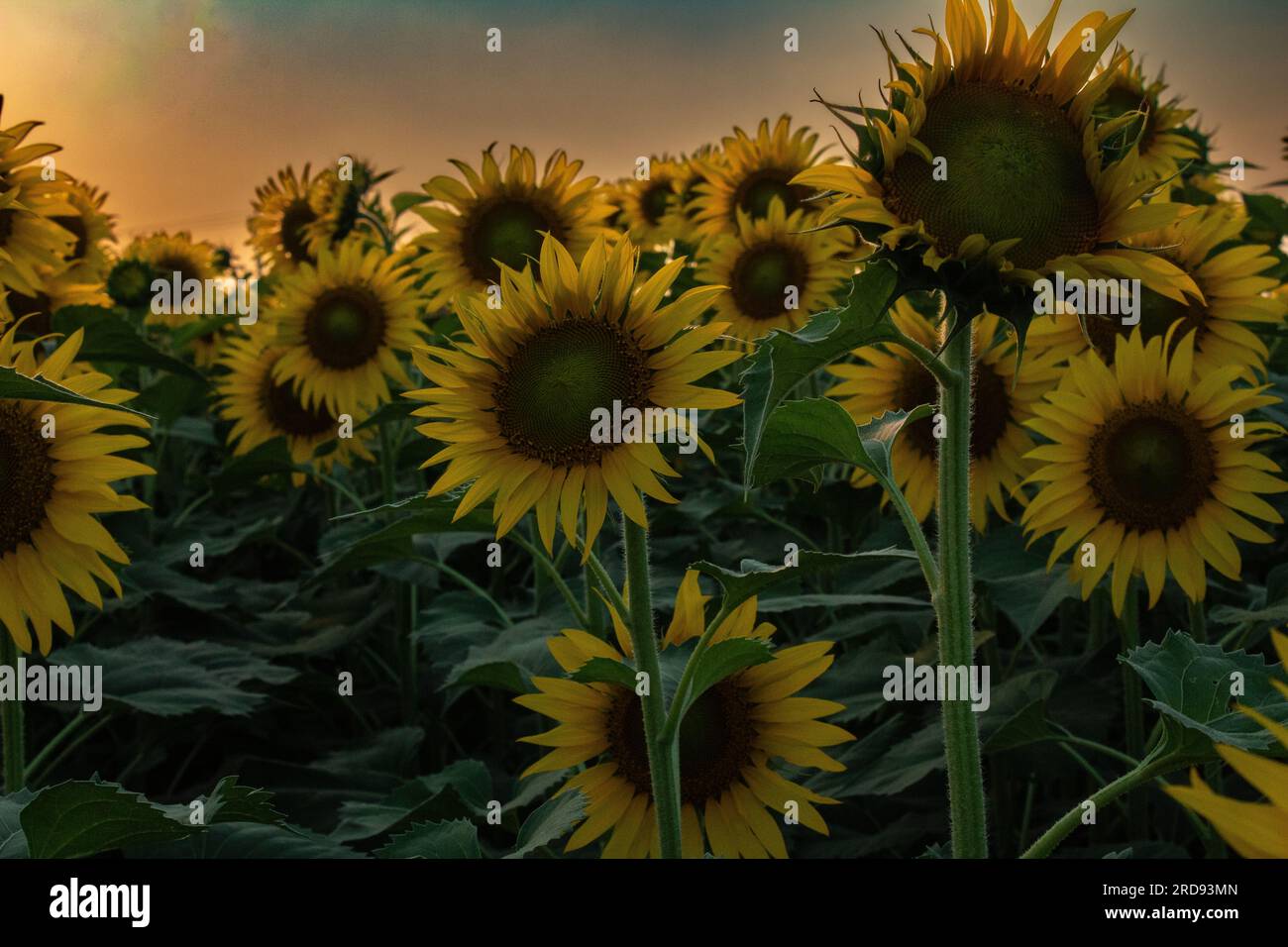 Jardin de tournesol sur le coucher du soleil en soirée dans l'état de Thiruttani Tamilnadu Banque D'Images