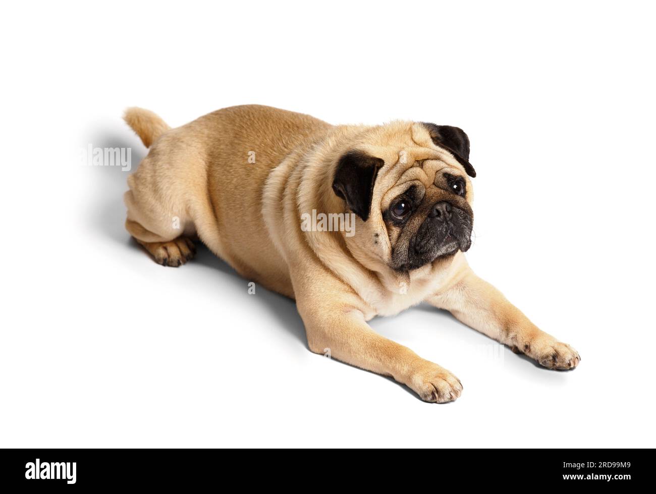 Un mignon chien amical drôle de race pure repose sur un fond blanc et regarde vers l'avant expressivement et avec intérêt. Banque D'Images