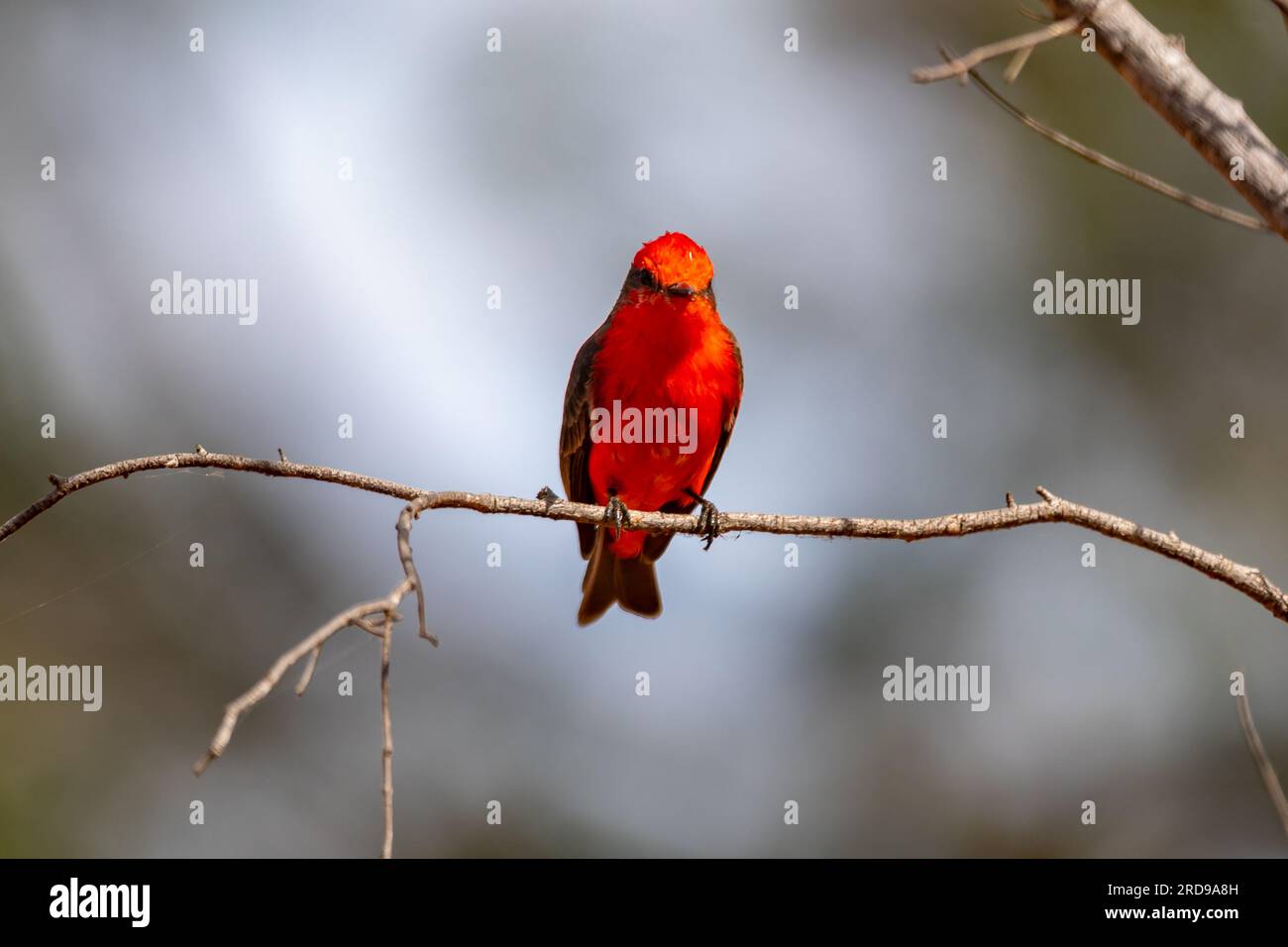 Petit oiseau rouge connu sous le nom de 'prince' Pyrocephalus rubinus perché sur un arbre sec avec ciel bleu et fond de pleine lune Banque D'Images