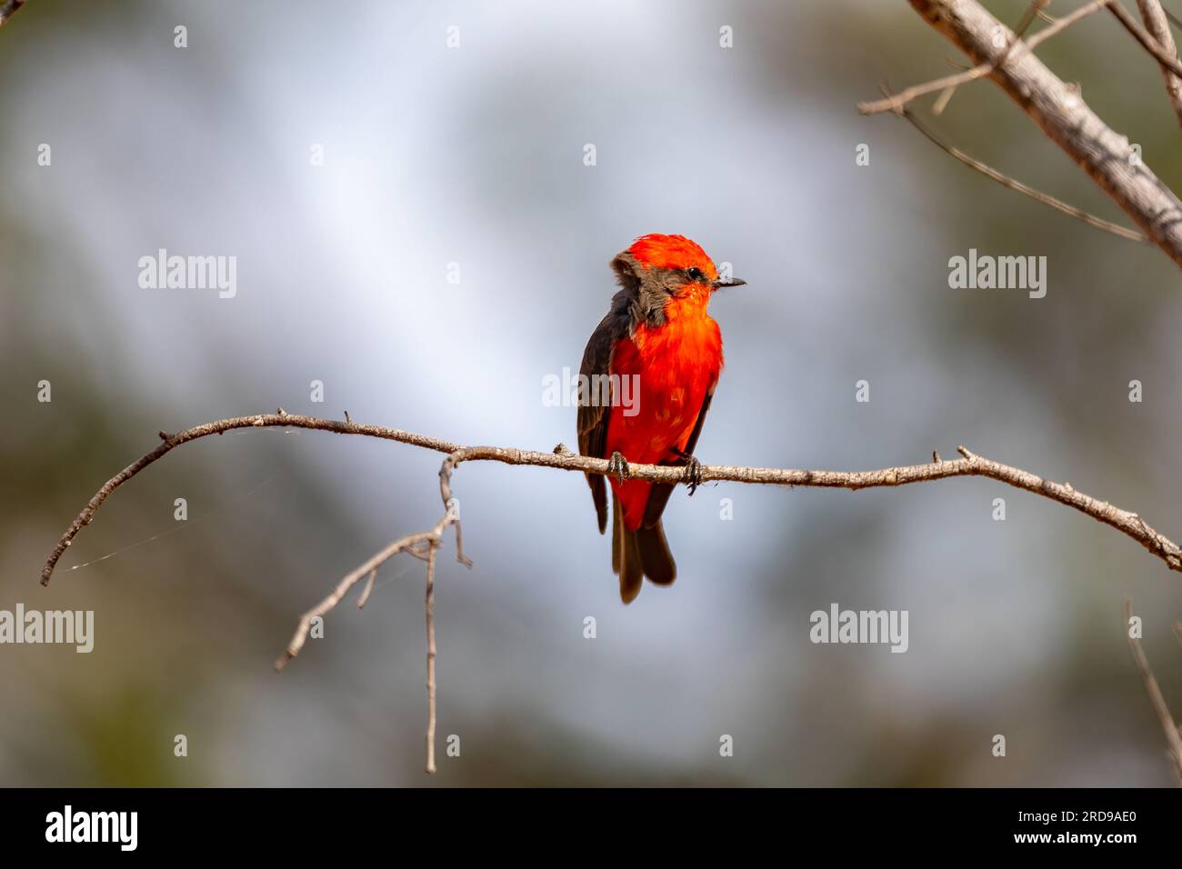 Petit oiseau rouge connu sous le nom de 'prince' Pyrocephalus rubinus perché sur un arbre sec avec ciel bleu et fond de pleine lune Banque D'Images