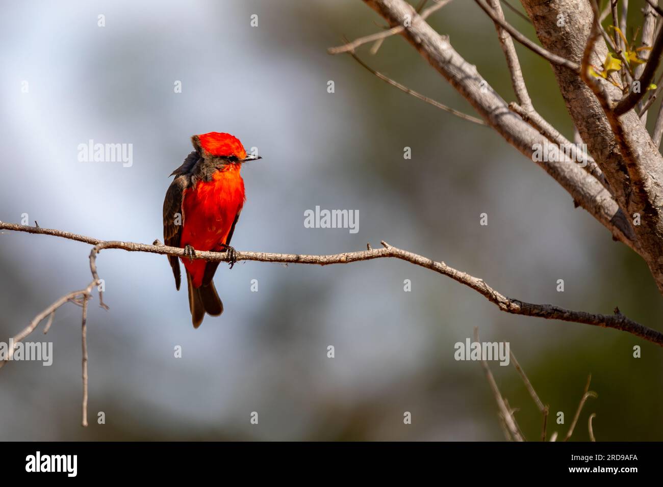 Petit oiseau rouge connu sous le nom de 'prince' Pyrocephalus rubinus perché sur un arbre sec avec ciel bleu et fond de pleine lune Banque D'Images