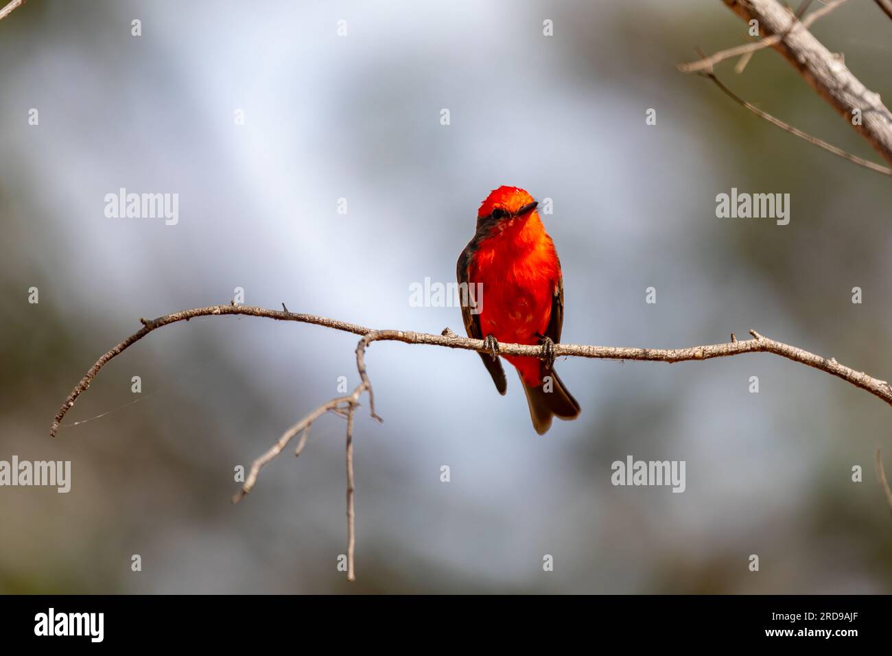 Petit oiseau rouge connu sous le nom de 'prince' Pyrocephalus rubinus perché sur un arbre sec avec ciel bleu et fond de pleine lune Banque D'Images