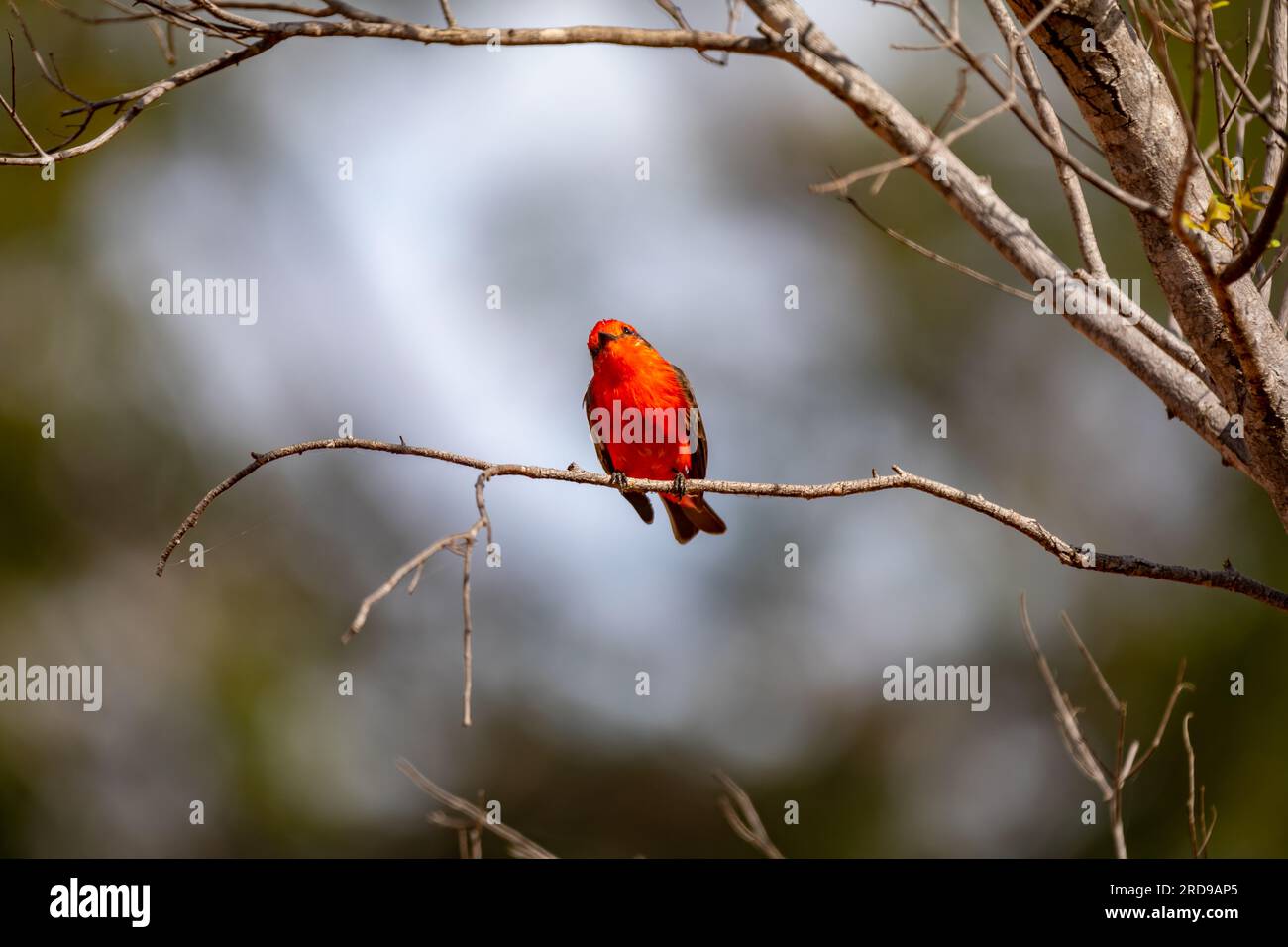 Petit oiseau rouge connu sous le nom de 'prince' Pyrocephalus rubinus perché sur un arbre sec avec ciel bleu et fond de pleine lune Banque D'Images