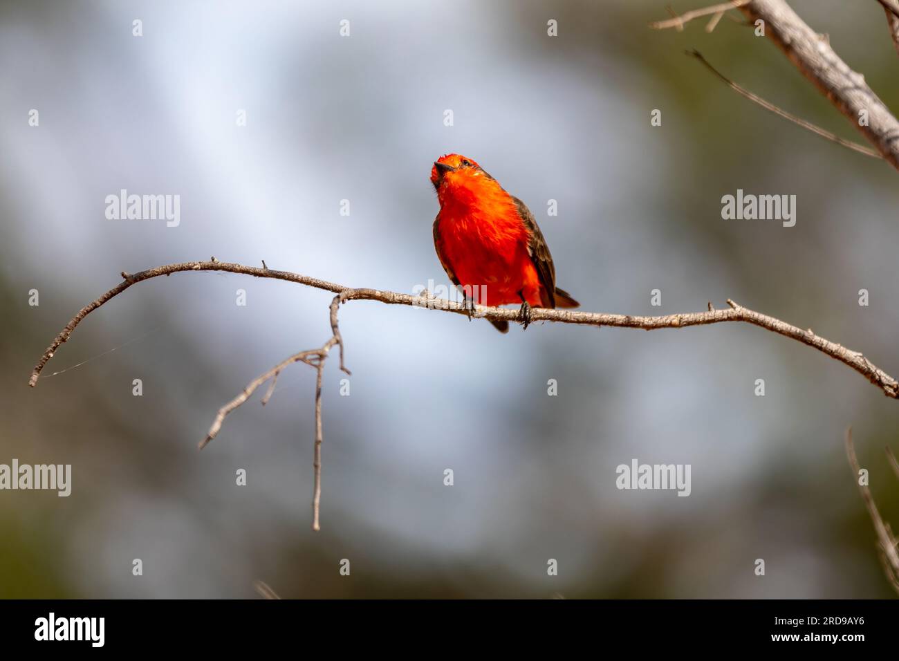 Petit oiseau rouge connu sous le nom de 'prince' Pyrocephalus rubinus perché sur un arbre sec avec ciel bleu et fond de pleine lune Banque D'Images