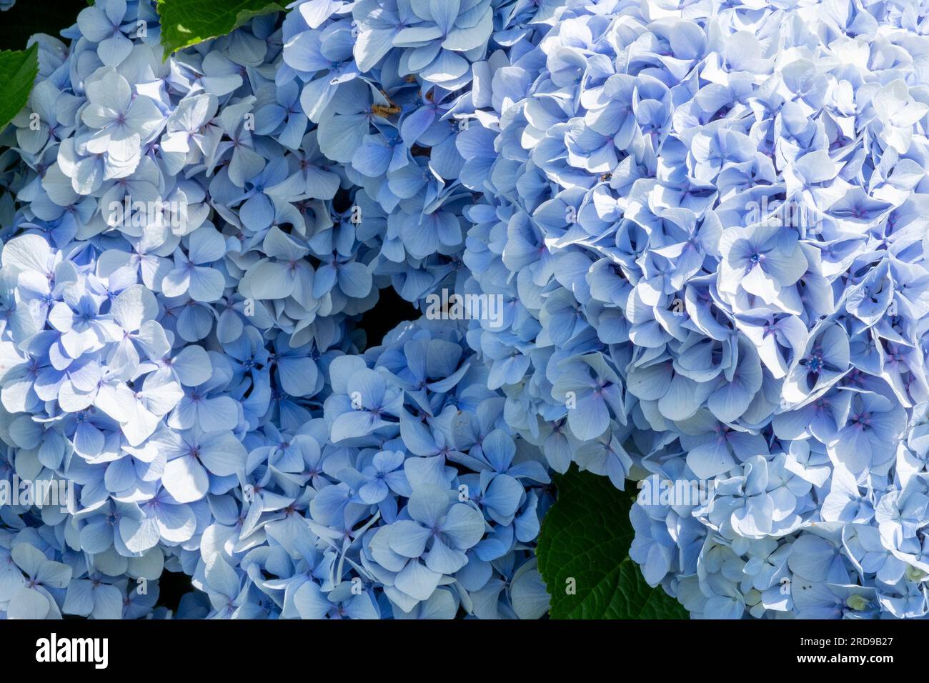 Blue Hydrangea macrophylla fleurit en pleine floraison en été Banque D'Images