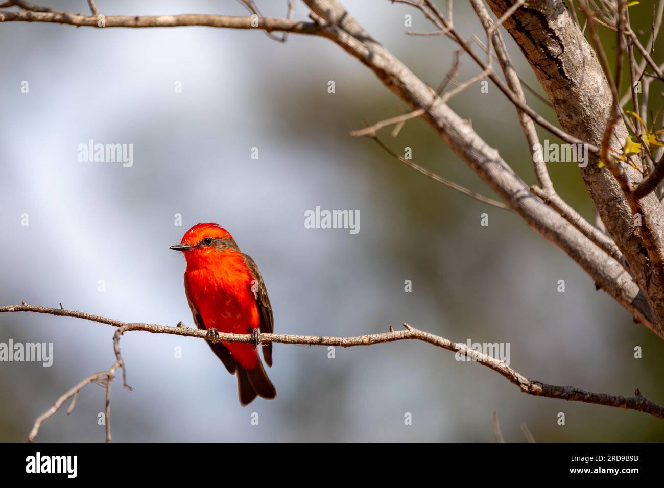 Petit oiseau rouge connu sous le nom de 'prince' Pyrocephalus rubinus perché sur un arbre sec avec ciel bleu et fond de pleine lune Banque D'Images