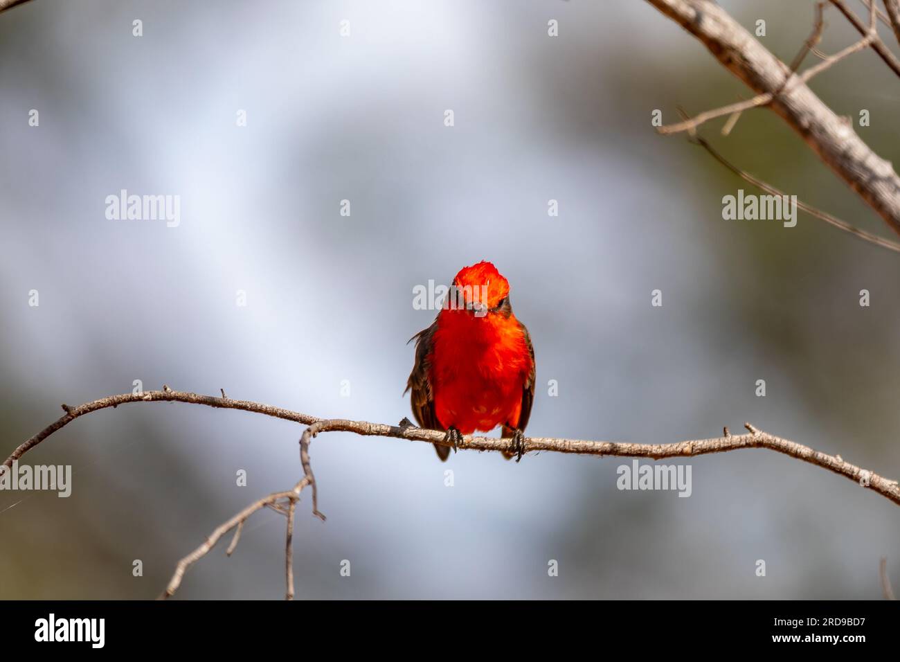 Petit oiseau rouge connu sous le nom de 'prince' Pyrocephalus rubinus perché sur un arbre sec avec ciel bleu et fond de pleine lune Banque D'Images