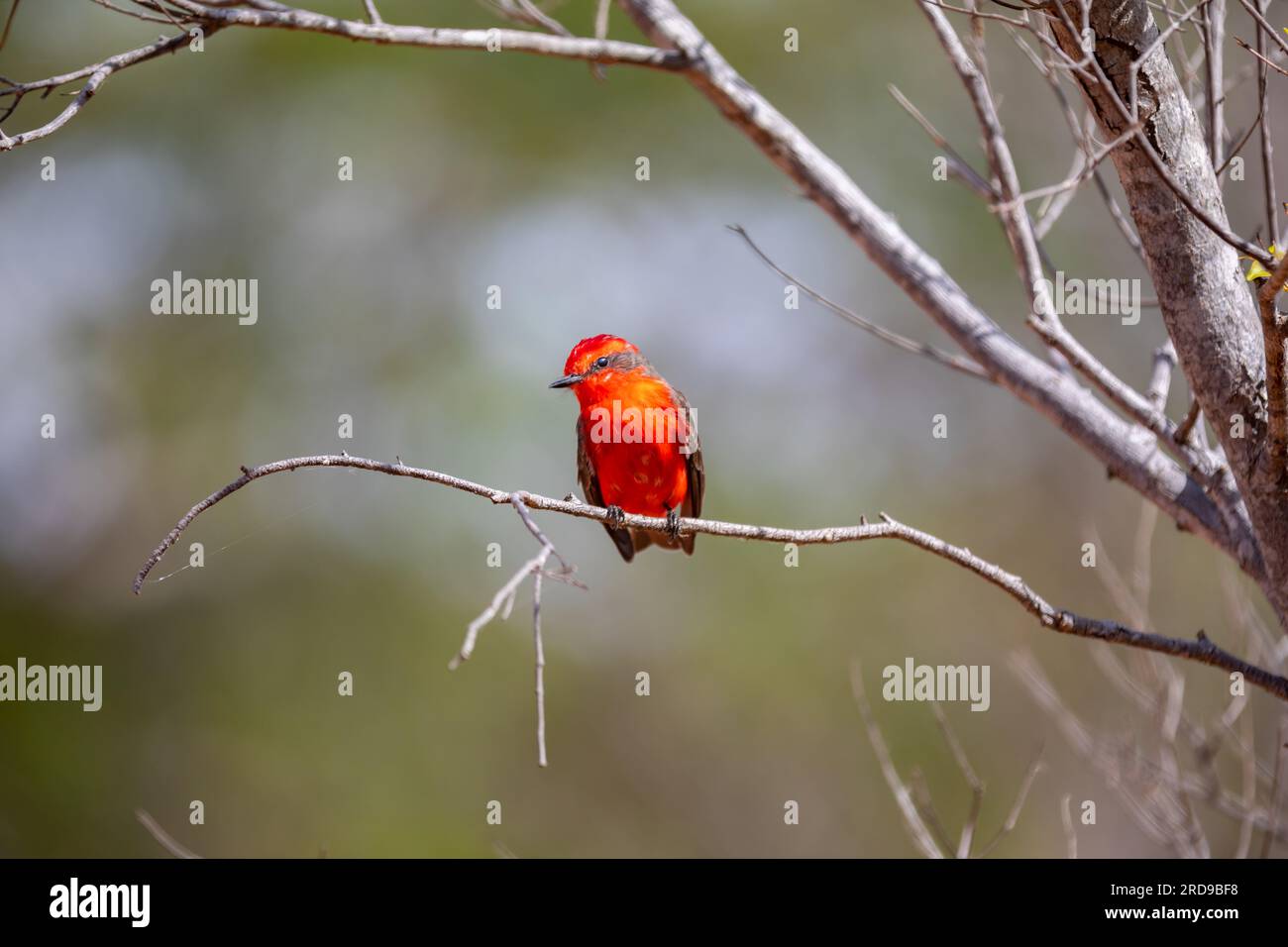 Petit oiseau rouge connu sous le nom de 'prince' Pyrocephalus rubinus perché sur un arbre sec avec ciel bleu et fond de pleine lune Banque D'Images