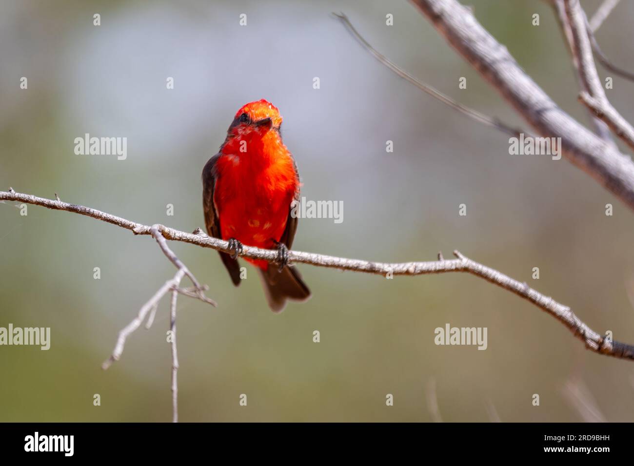 Petit oiseau rouge connu sous le nom de 'prince' Pyrocephalus rubinus perché sur un arbre sec avec ciel bleu et fond de pleine lune Banque D'Images
