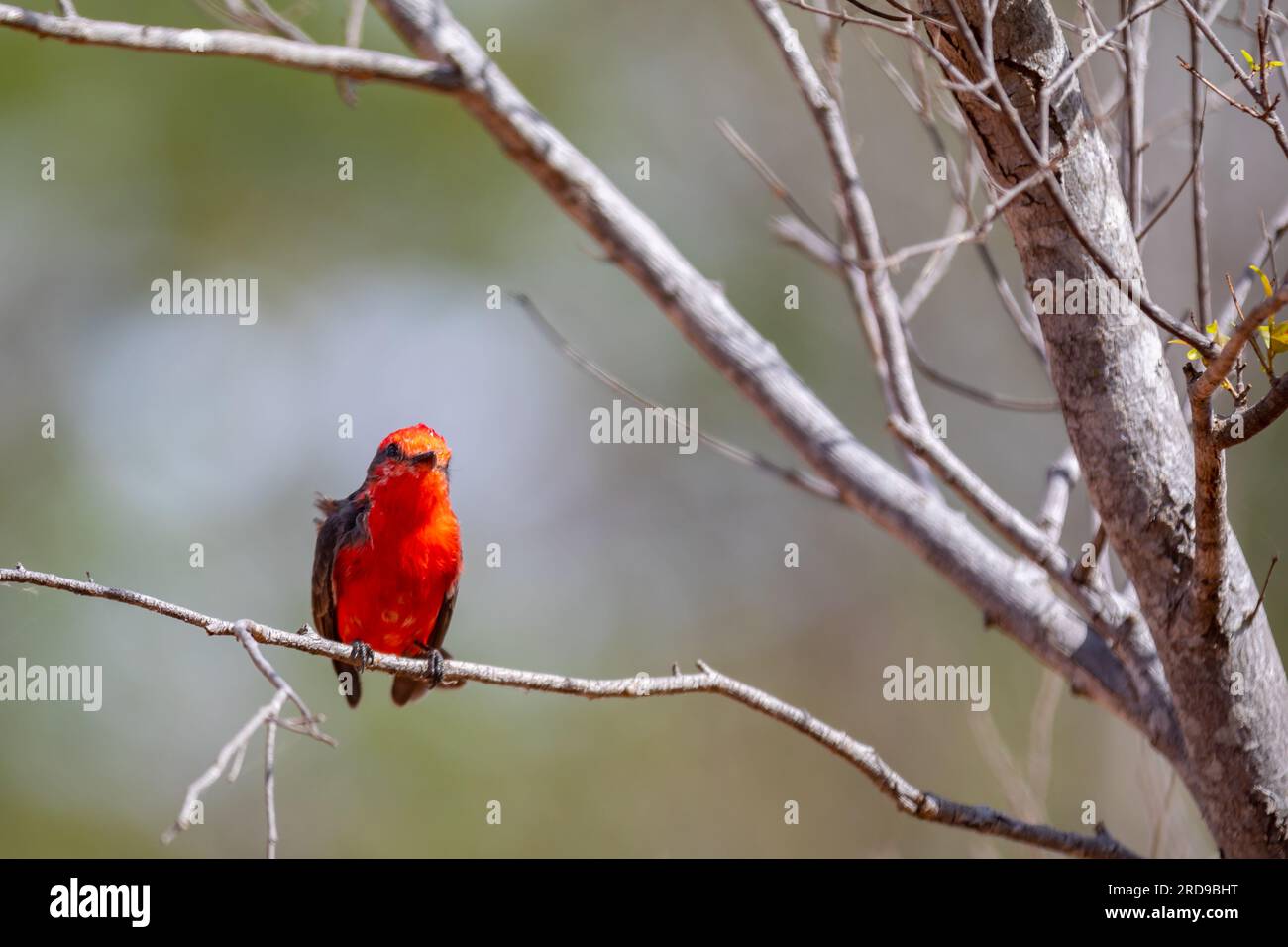 Petit oiseau rouge connu sous le nom de 'prince' Pyrocephalus rubinus perché sur un arbre sec avec ciel bleu et fond de pleine lune Banque D'Images