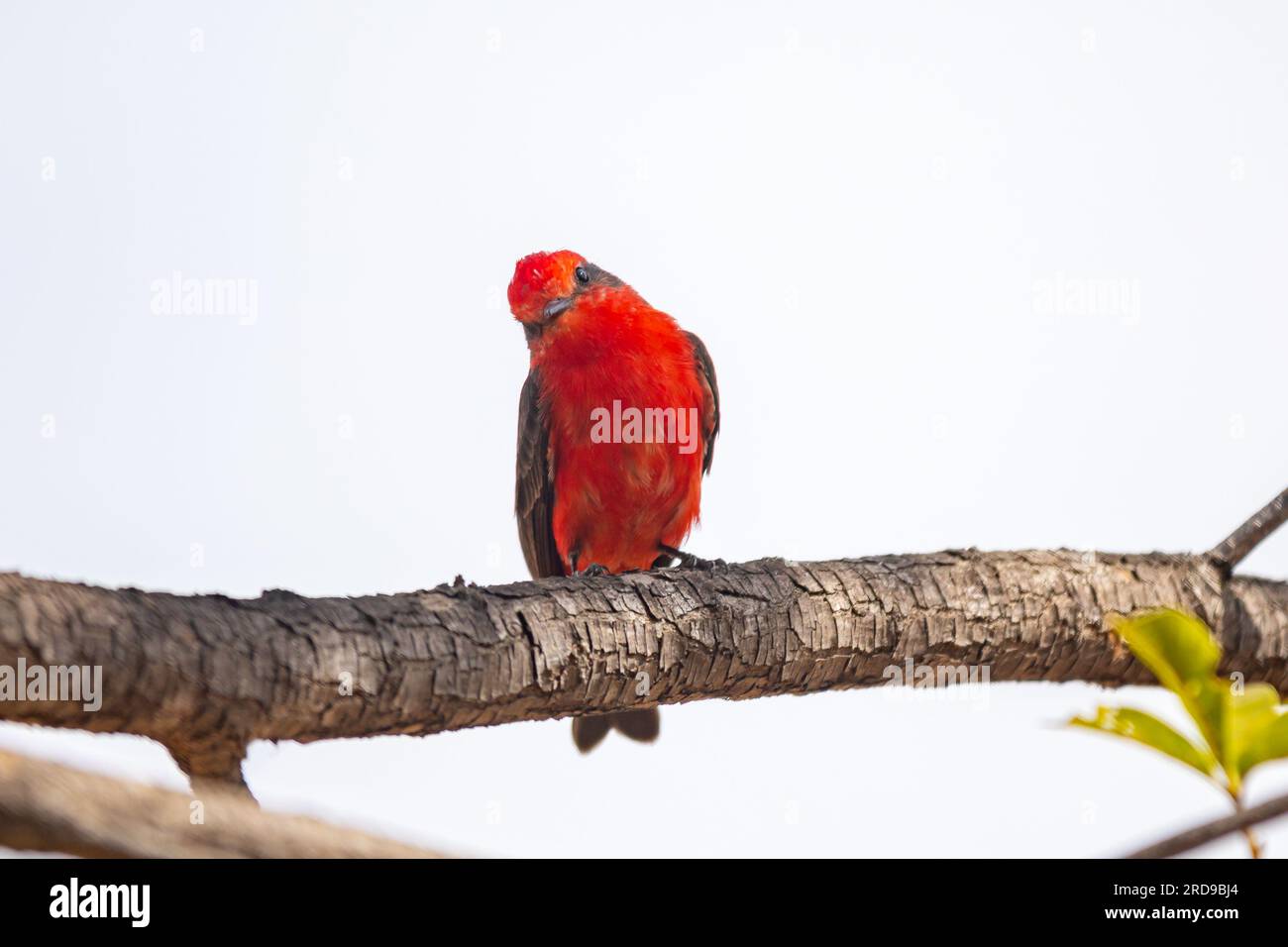 Petit oiseau rouge connu sous le nom de 'prince' Pyrocephalus rubinus perché sur un arbre sec avec ciel bleu et fond de pleine lune Banque D'Images
