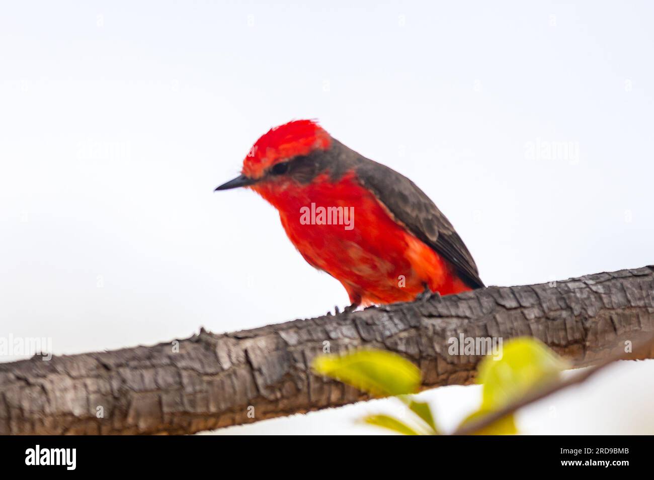 Petit oiseau rouge connu sous le nom de 'prince' Pyrocephalus rubinus perché sur un arbre sec avec ciel bleu et fond de pleine lune Banque D'Images