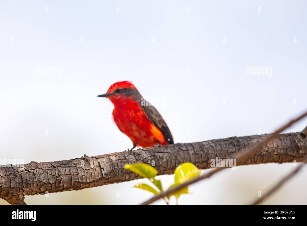Petit oiseau rouge connu sous le nom de 'prince' Pyrocephalus rubinus perché sur un arbre sec avec ciel bleu et fond de pleine lune Banque D'Images