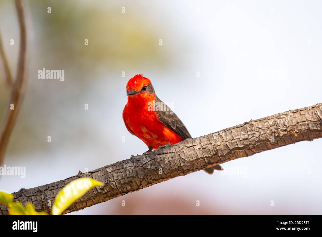Petit oiseau rouge connu sous le nom de 'prince' Pyrocephalus rubinus perché sur un arbre sec avec ciel bleu et fond de pleine lune Banque D'Images