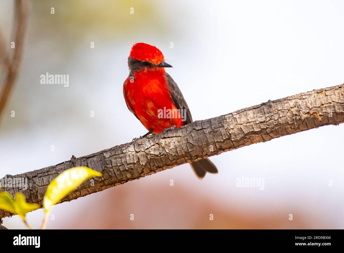 Petit oiseau rouge connu sous le nom de 'prince' Pyrocephalus rubinus perché sur un arbre sec avec ciel bleu et fond de pleine lune Banque D'Images