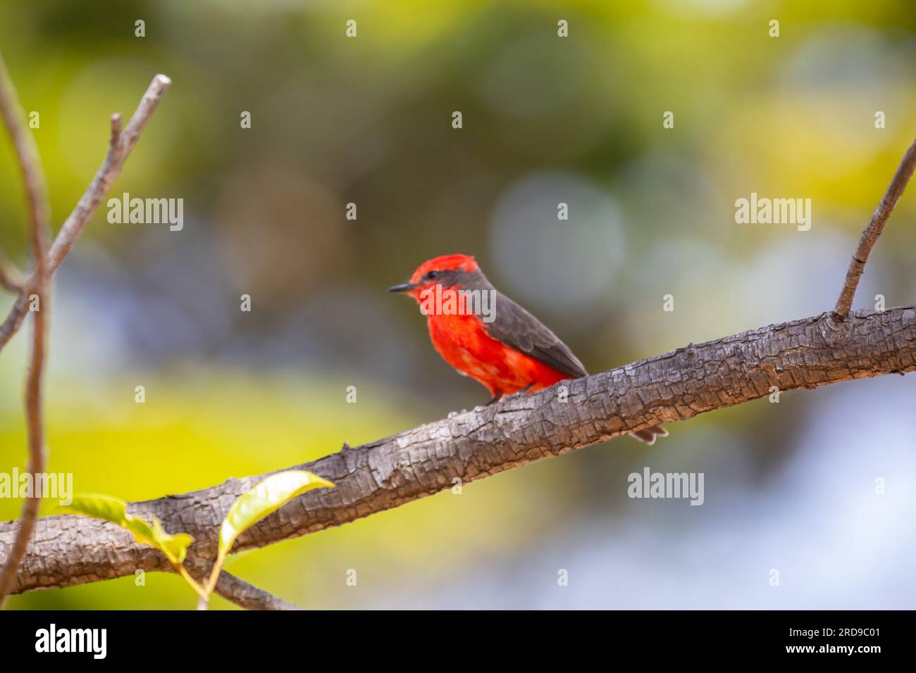 Petit oiseau rouge connu sous le nom de 'prince' Pyrocephalus rubinus perché sur un arbre sec avec ciel bleu et fond de pleine lune Banque D'Images