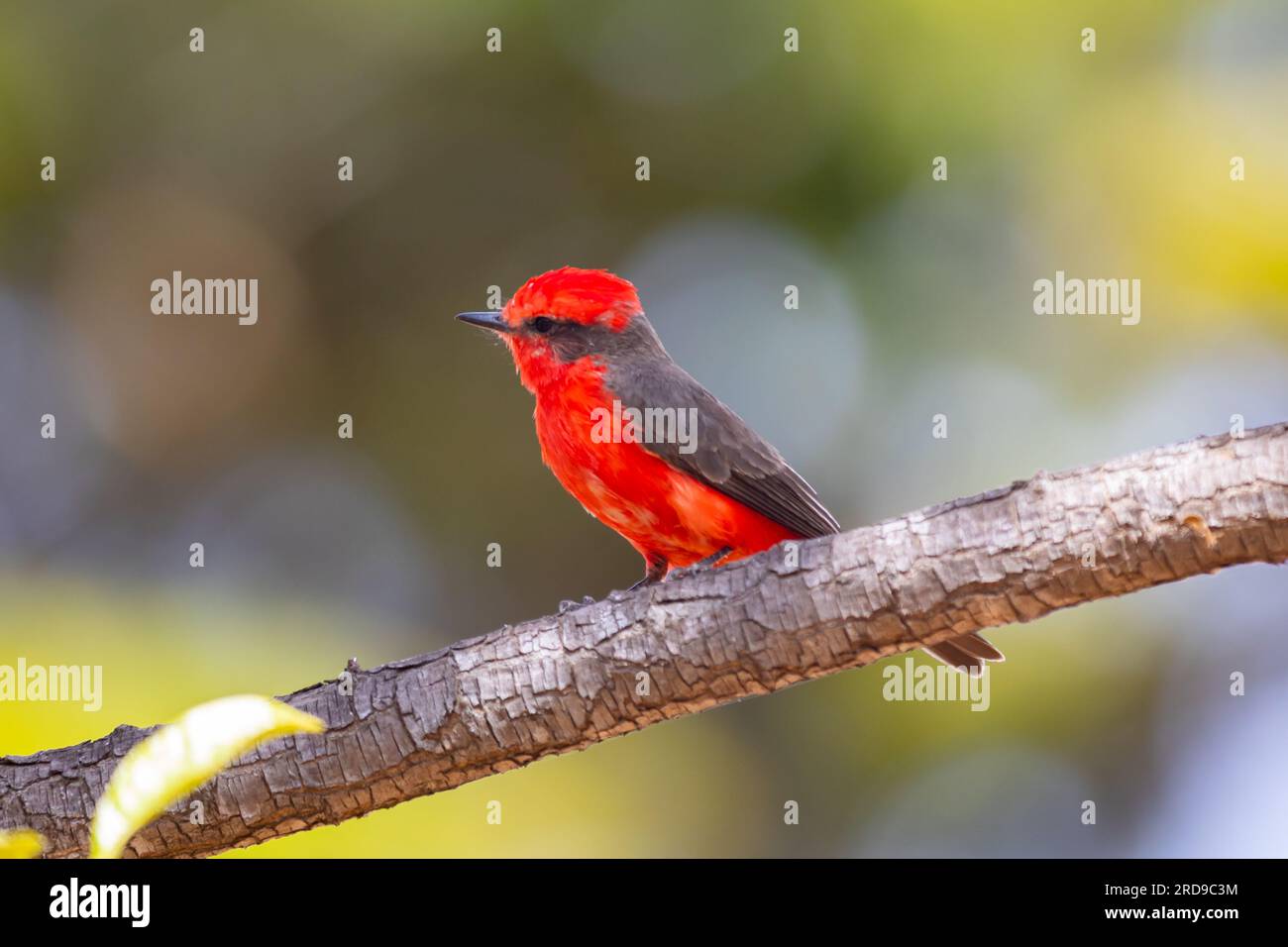 Petit oiseau rouge connu sous le nom de 'prince' Pyrocephalus rubinus perché sur un arbre sec avec ciel bleu et fond de pleine lune Banque D'Images