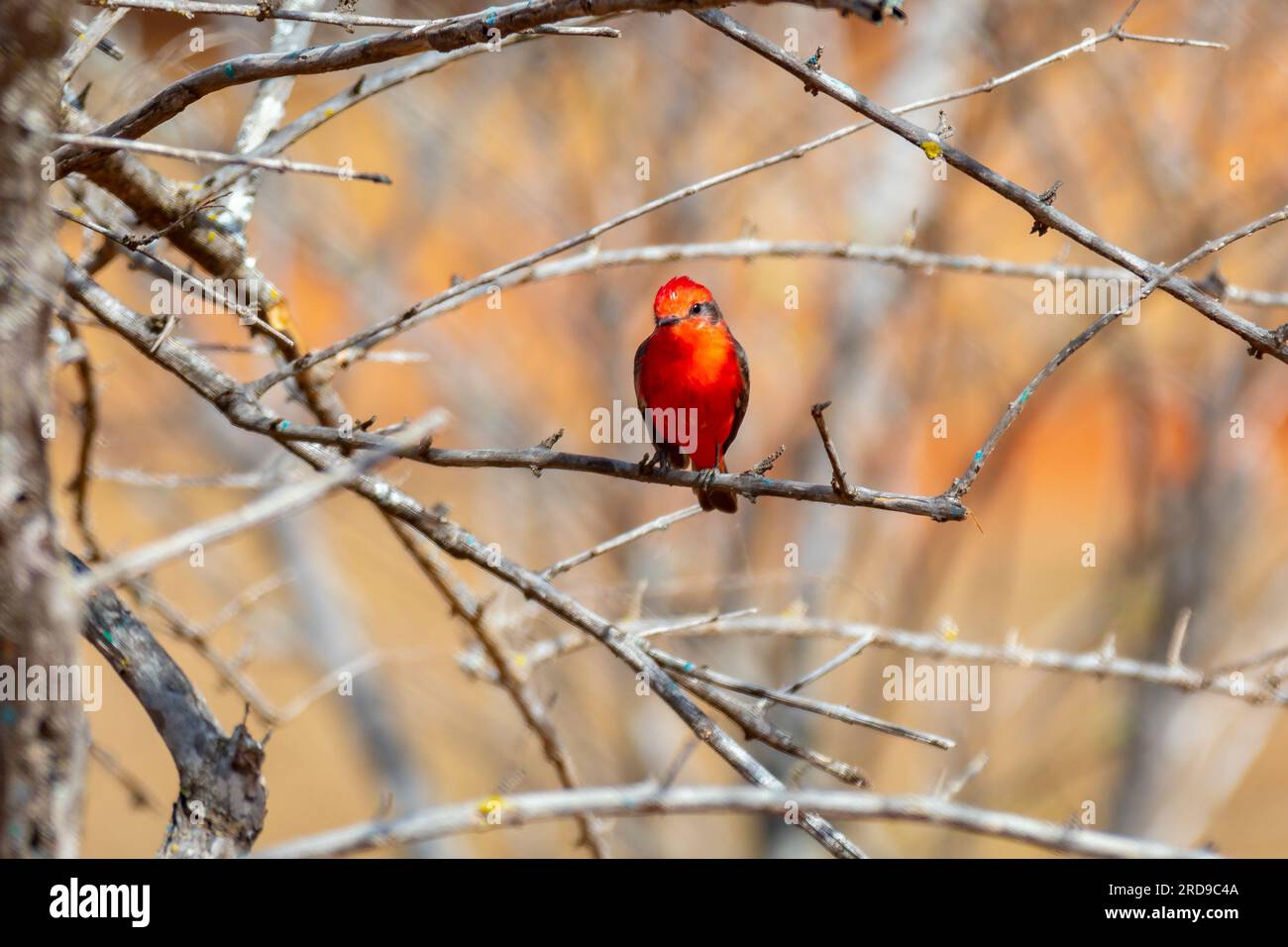 Petit oiseau rouge connu sous le nom de 'prince' Pyrocephalus rubinus perché sur un arbre sec avec ciel bleu et fond de pleine lune Banque D'Images