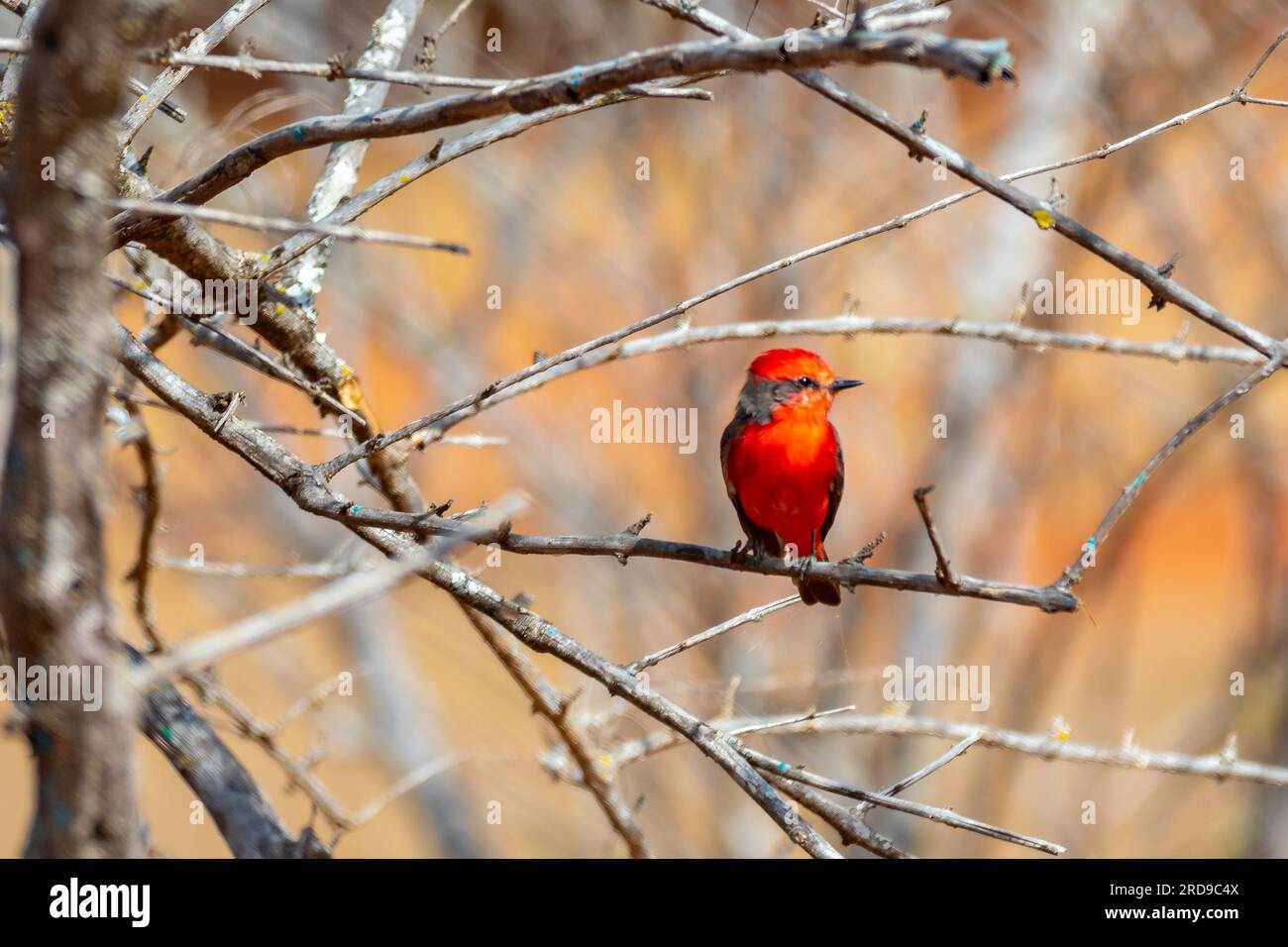 Petit oiseau rouge connu sous le nom de 'prince' Pyrocephalus rubinus perché sur un arbre sec avec ciel bleu et fond de pleine lune Banque D'Images