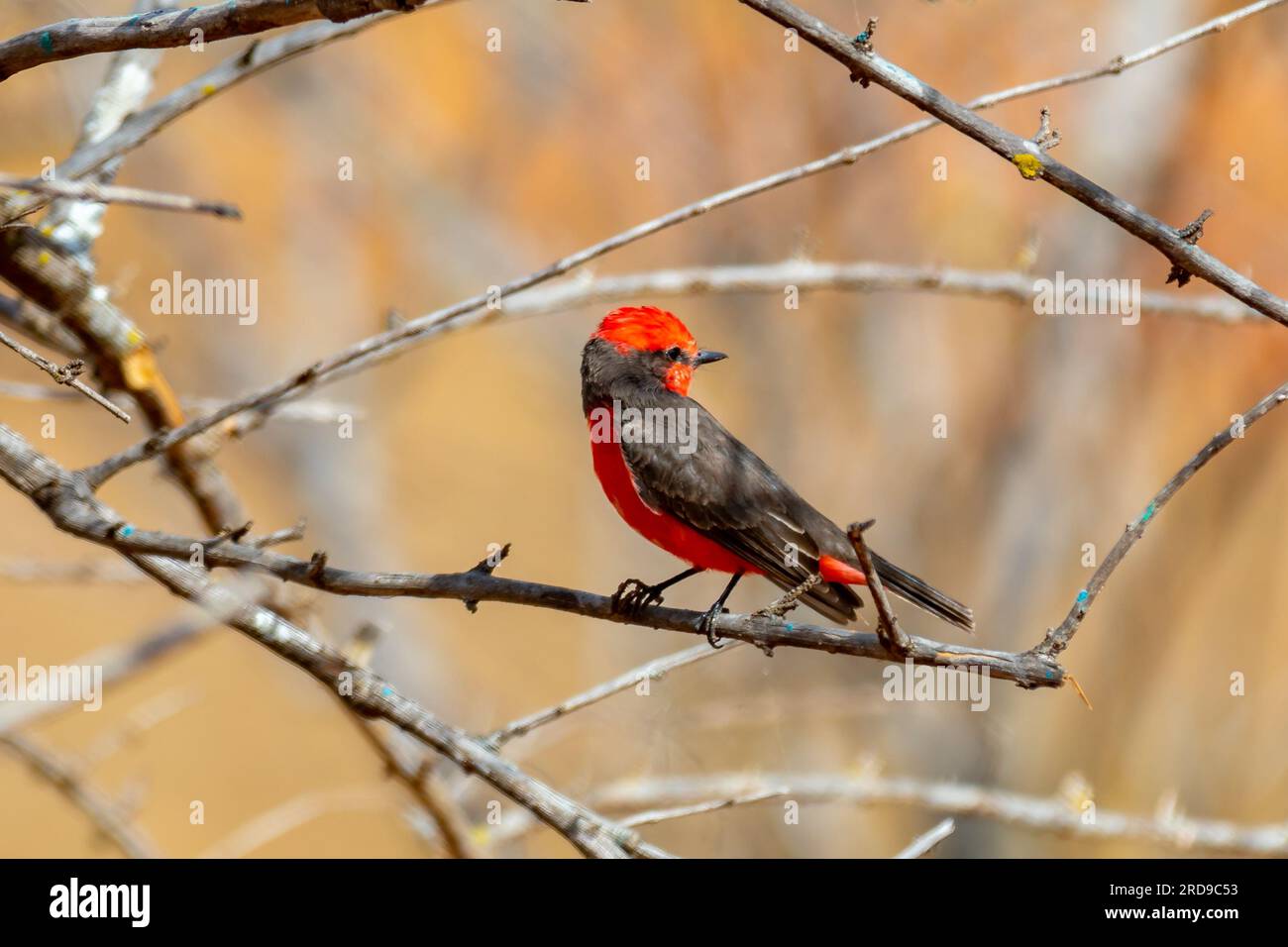 Petit oiseau rouge connu sous le nom de 'prince' Pyrocephalus rubinus perché sur un arbre sec avec ciel bleu et fond de pleine lune Banque D'Images
