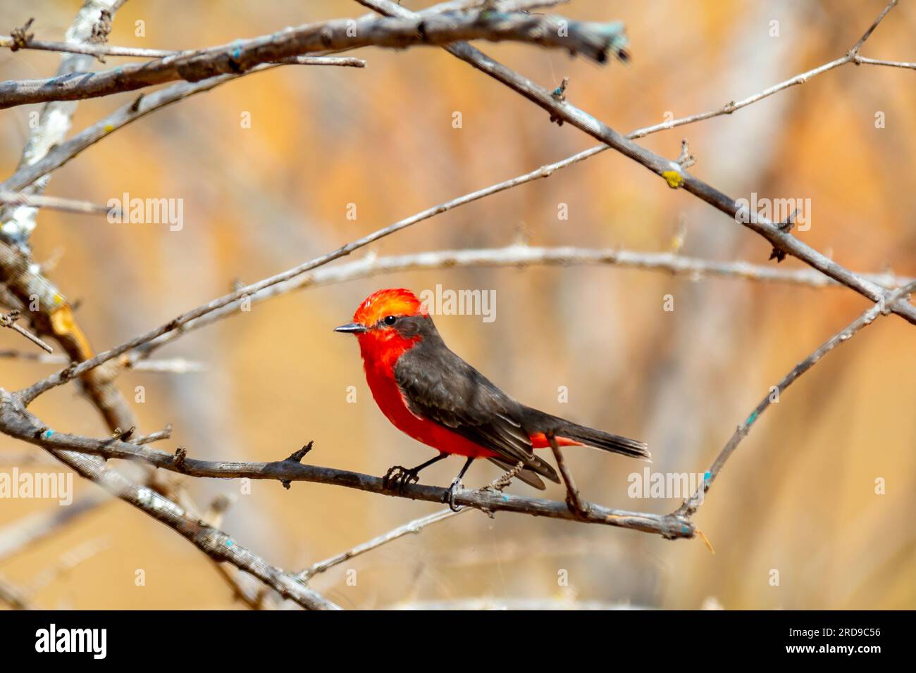 Petit oiseau rouge connu sous le nom de 'prince' Pyrocephalus rubinus perché sur un arbre sec avec ciel bleu et fond de pleine lune Banque D'Images