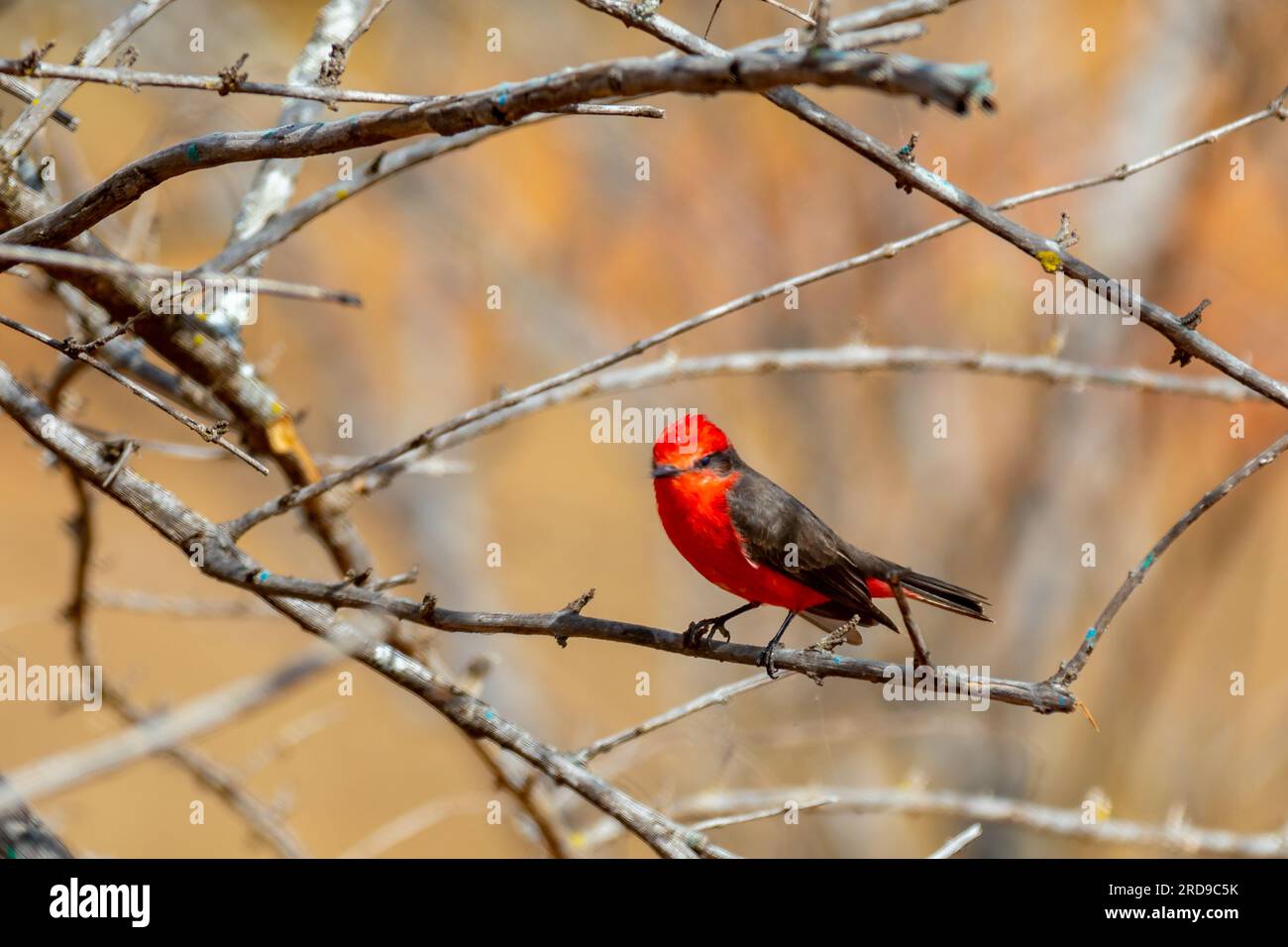 Petit oiseau rouge connu sous le nom de 'prince' Pyrocephalus rubinus perché sur un arbre sec avec ciel bleu et fond de pleine lune Banque D'Images