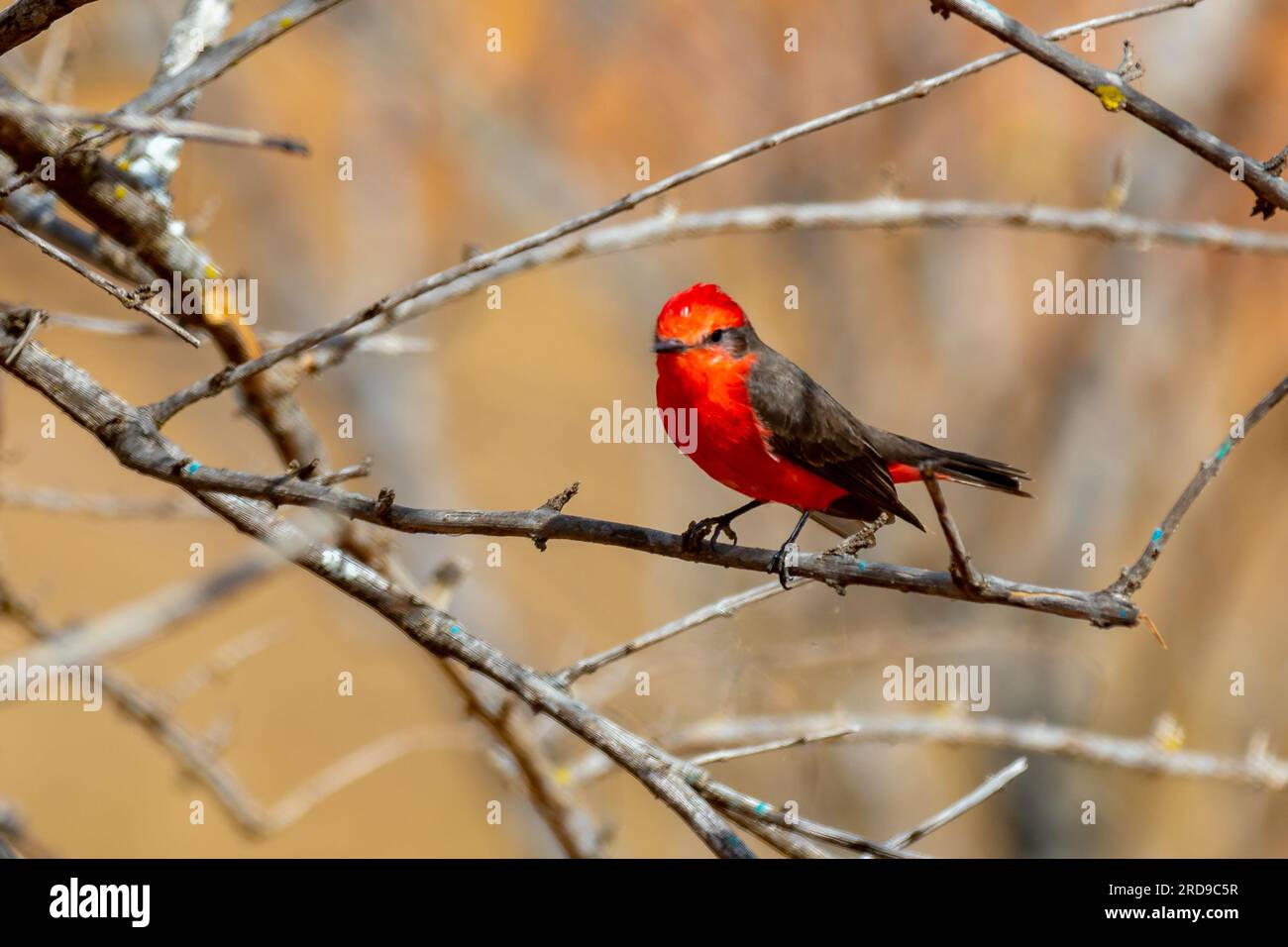 Petit oiseau rouge connu sous le nom de 'prince' Pyrocephalus rubinus perché sur un arbre sec avec ciel bleu et fond de pleine lune Banque D'Images