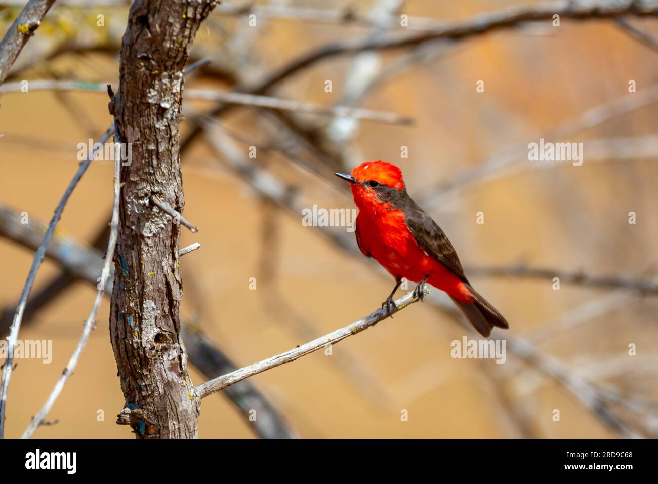 Petit oiseau rouge connu sous le nom de 'prince' Pyrocephalus rubinus perché sur un arbre sec avec ciel bleu et fond de pleine lune Banque D'Images