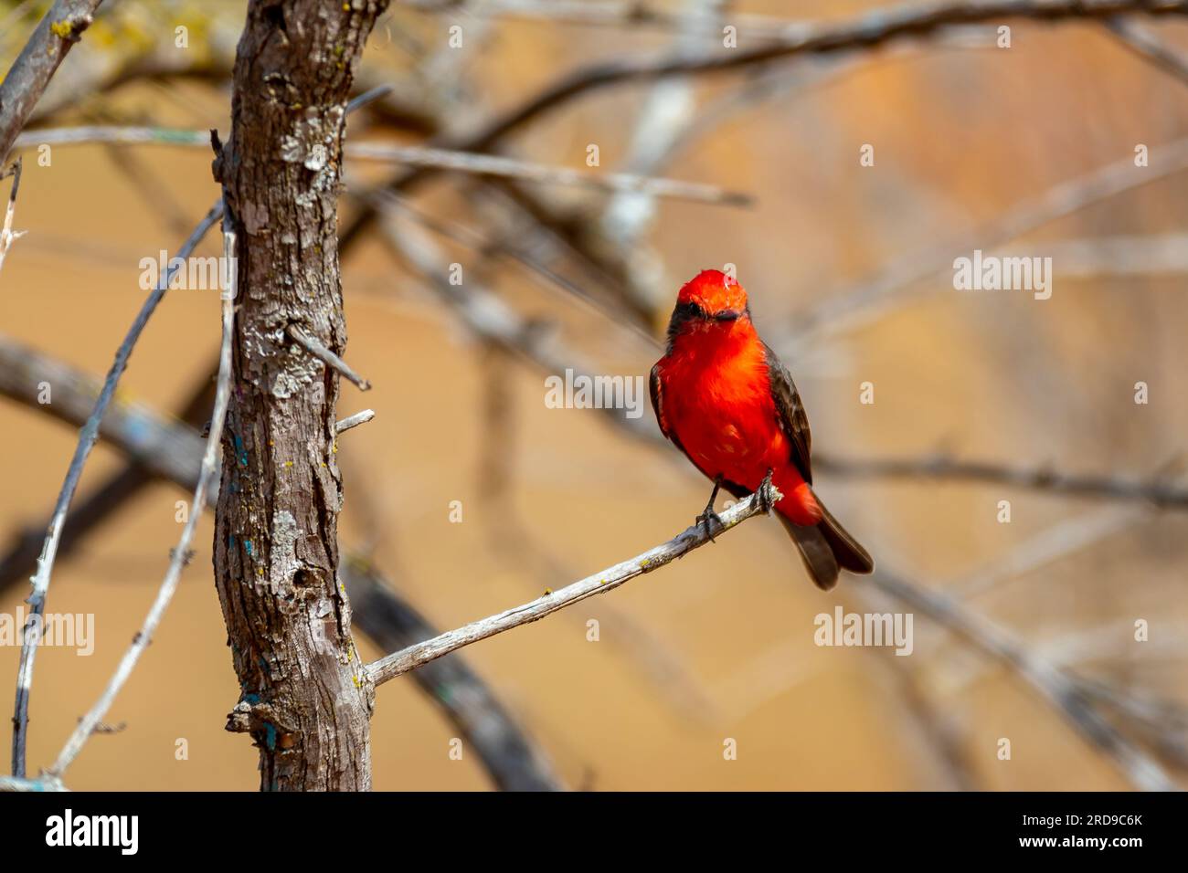 Petit oiseau rouge connu sous le nom de 'prince' Pyrocephalus rubinus perché sur un arbre sec avec ciel bleu et fond de pleine lune Banque D'Images