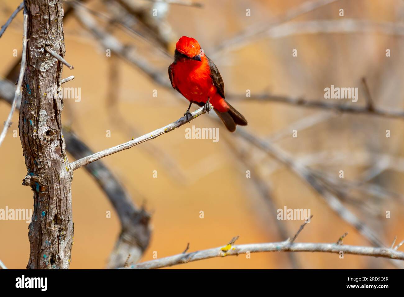 Petit oiseau rouge connu sous le nom de 'prince' Pyrocephalus rubinus perché sur un arbre sec avec ciel bleu et fond de pleine lune Banque D'Images