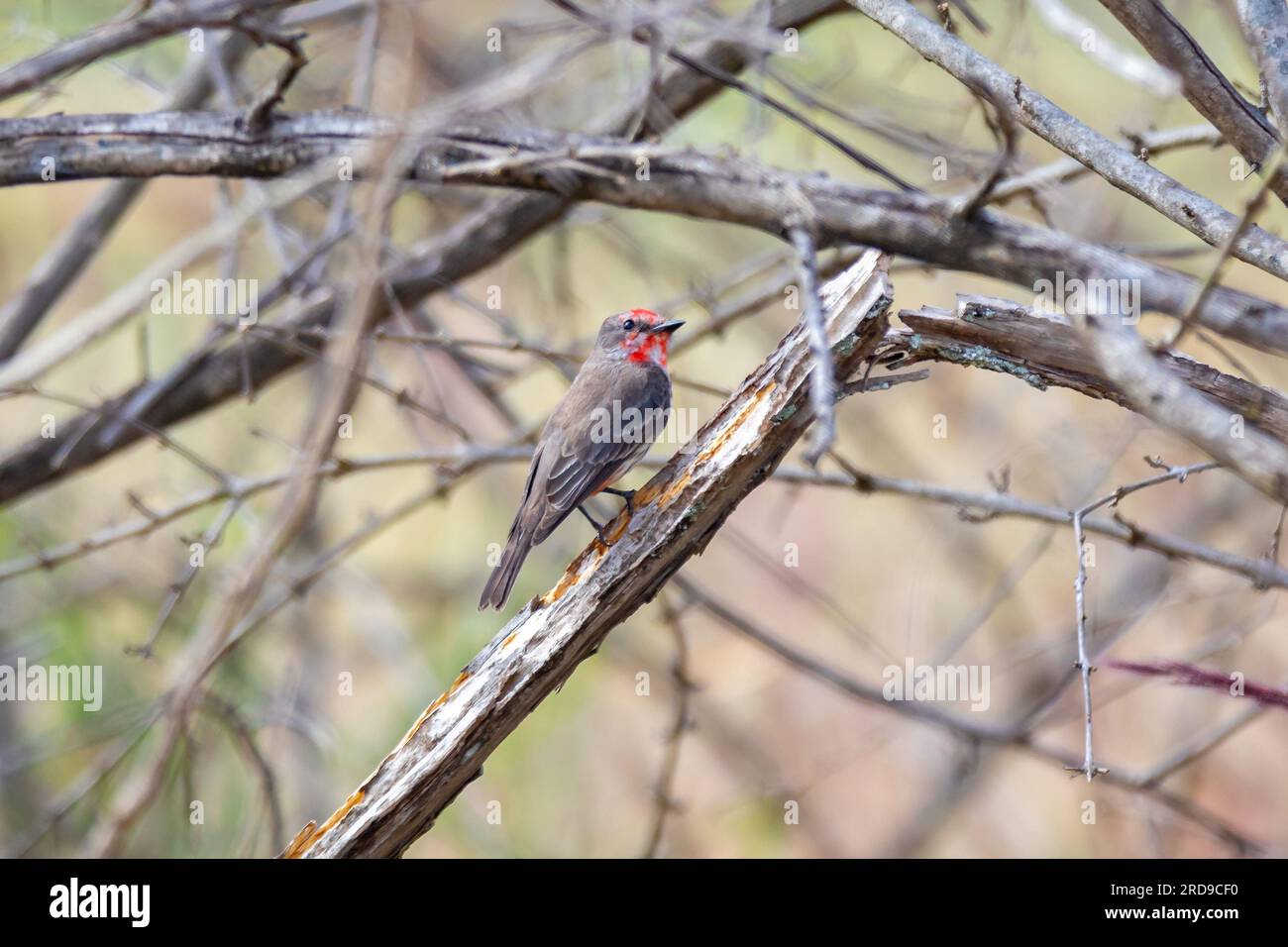 Petit oiseau rouge connu sous le nom de 'prince' Pyrocephalus rubinus perché sur un arbre sec avec ciel bleu et fond de pleine lune Banque D'Images