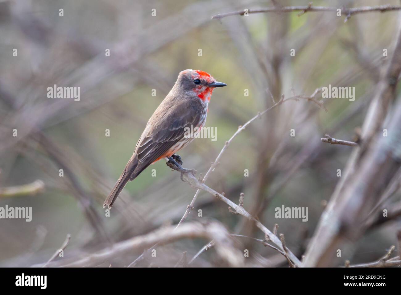 Petit oiseau rouge connu sous le nom de 'prince' Pyrocephalus rubinus perché sur un arbre sec avec ciel bleu et fond de pleine lune Banque D'Images
