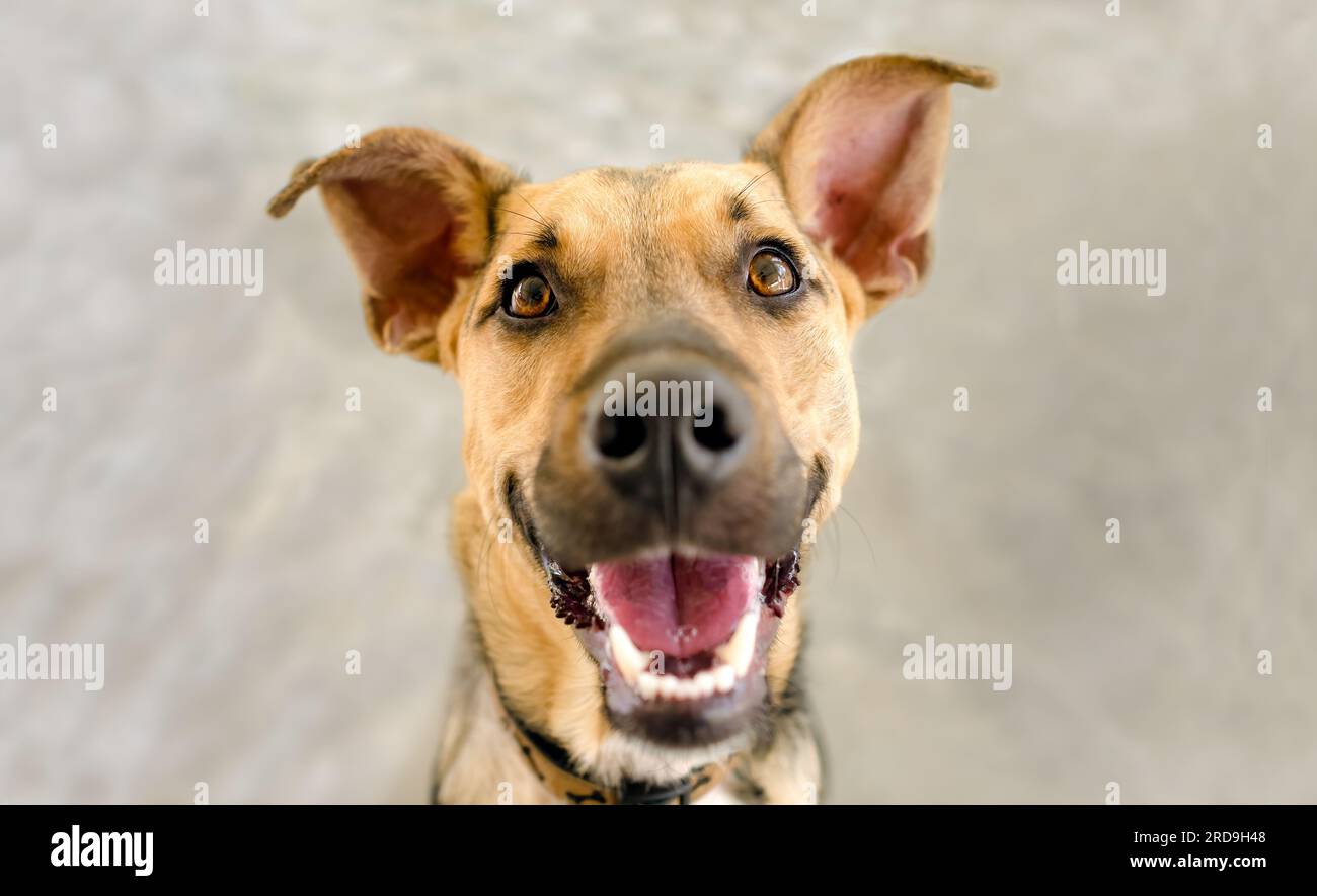 Un chien drôle est heureux et excité avec Mouth Open souriant Banque D'Images