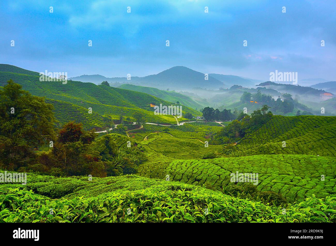 Vue magnifique sur le lever du soleil à Tea Plantation, Cameron Highland Banque D'Images