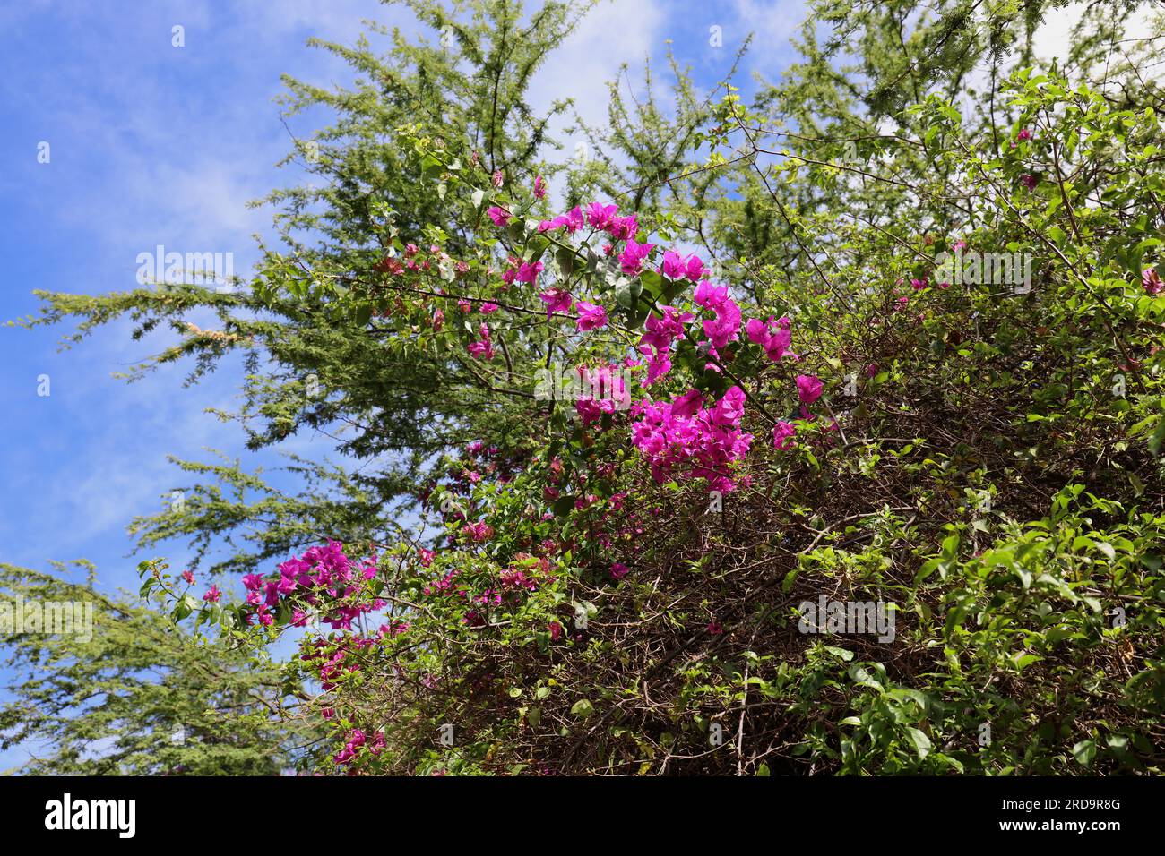 Regardant vers le haut les branches fleuries de Bougainvillea glabra avec des fleurs roses chaudes, un feuillage aganiste grind contrasté et un ciel bleu avec des nuages bispis Banque D'Images