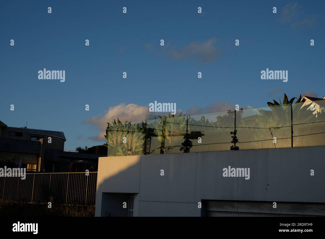 Sous un ciel bleu typiquement australien vert, les plantes d'Agave pressent contre une clôture de verre dans la cour avant surélevée d'une maison moderne dans le Vaucluse, Sydney Banque D'Images