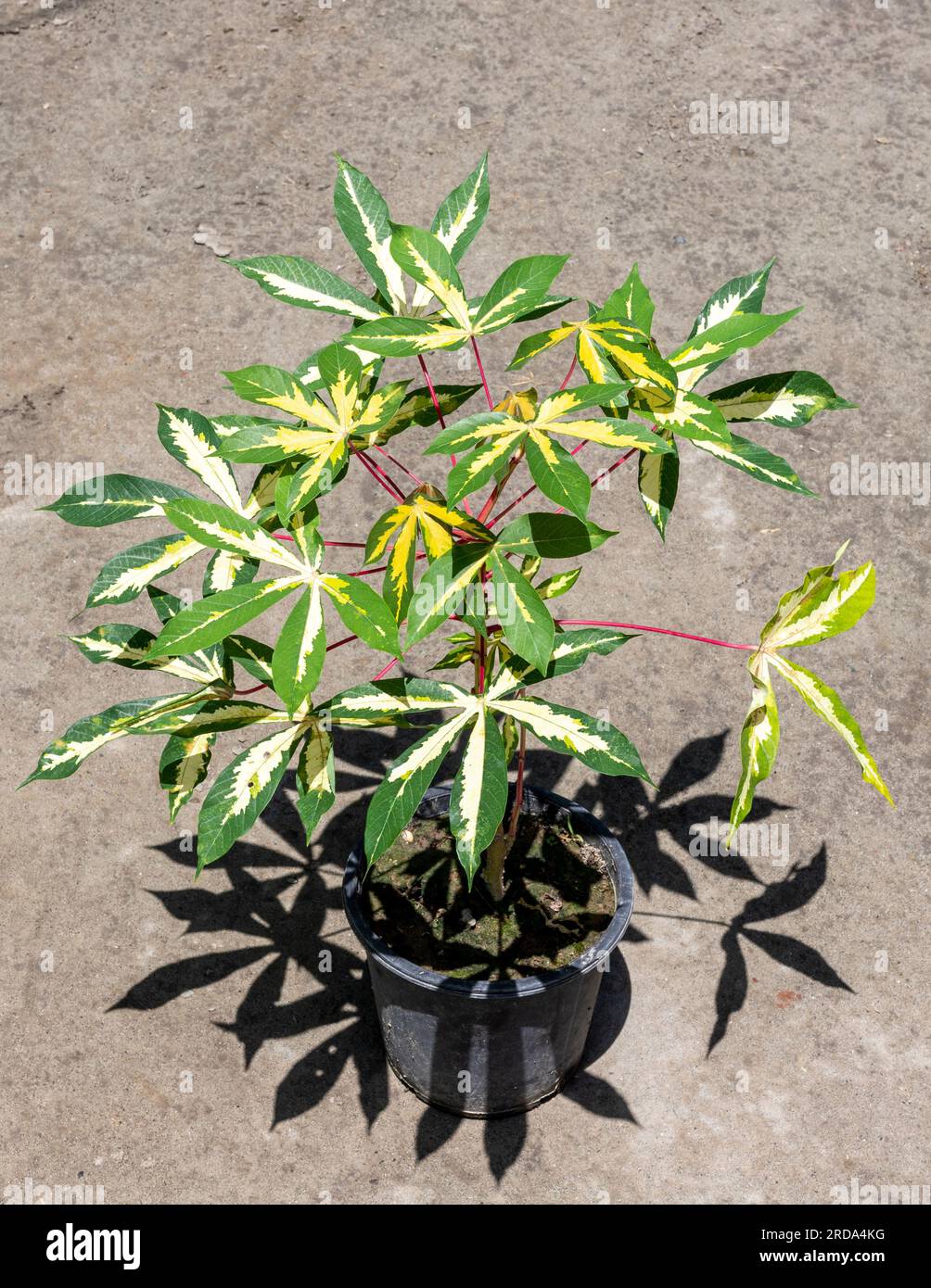 Plante ornementale variégée à feuilles vertes et jaunes manihot esculenta manioc Banque D'Images