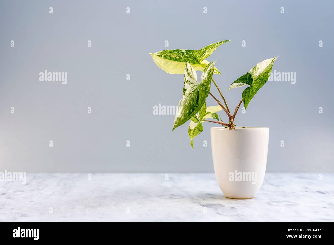 Belle plante d'intérieur syngonium podophyllum albo variegata en pot en céramique blanche avec espace de copie Banque D'Images