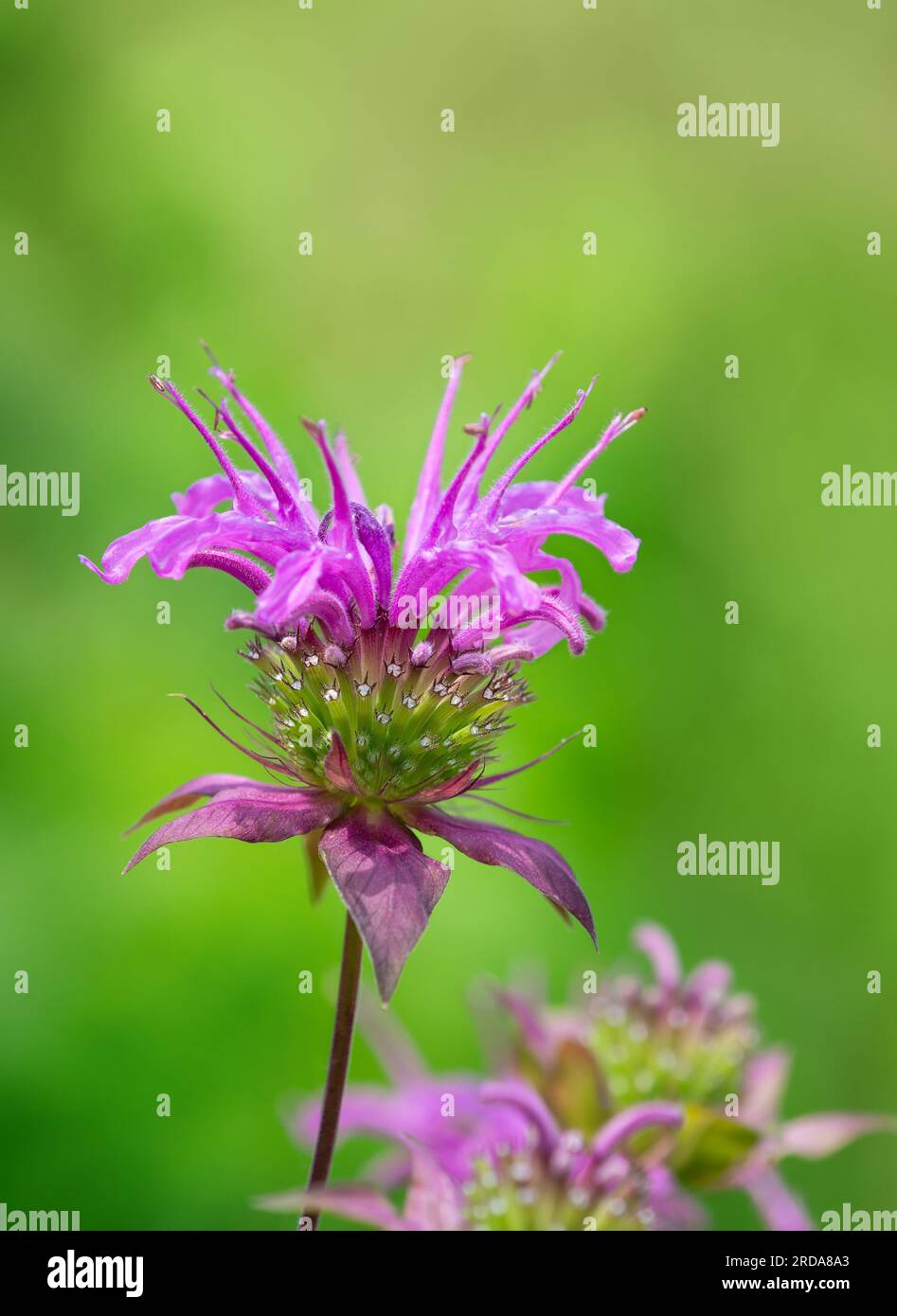 Fleur Purple Bee Balm fleurissant dans le jardin. Gros plan. Fond vert naturel avec espace de copie. Banque D'Images