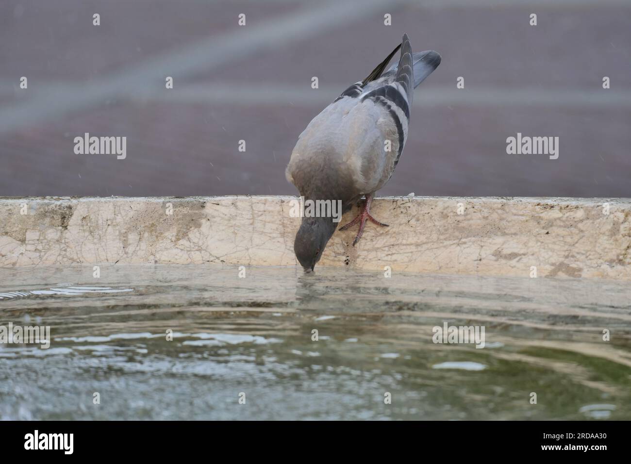 Pigeon rafraîchit dans la fontaine Contarini à Bergame, Lombardie, Italie Banque D'Images