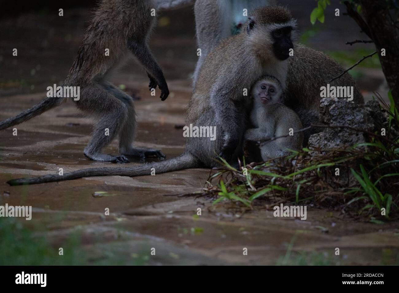 Gang de singes au Kenya Afrique. Les singes prennent possession d'un hôtel, Safari Lodge. Bébés singes sous la pluie, macaques Banque D'Images