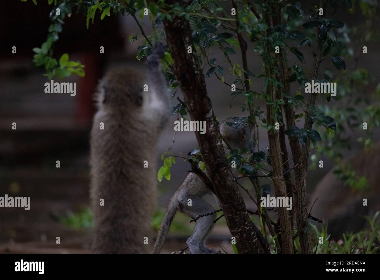 Gang de singes au Kenya Afrique. Les singes prennent possession d'un hôtel, Safari Lodge. Bébés singes sous la pluie, macaques Banque D'Images