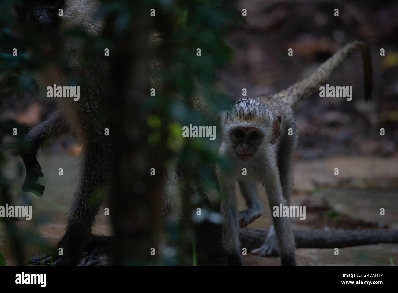 Gang de singes au Kenya Afrique. Les singes prennent possession d'un hôtel, Safari Lodge. Bébés singes sous la pluie, macaques Banque D'Images