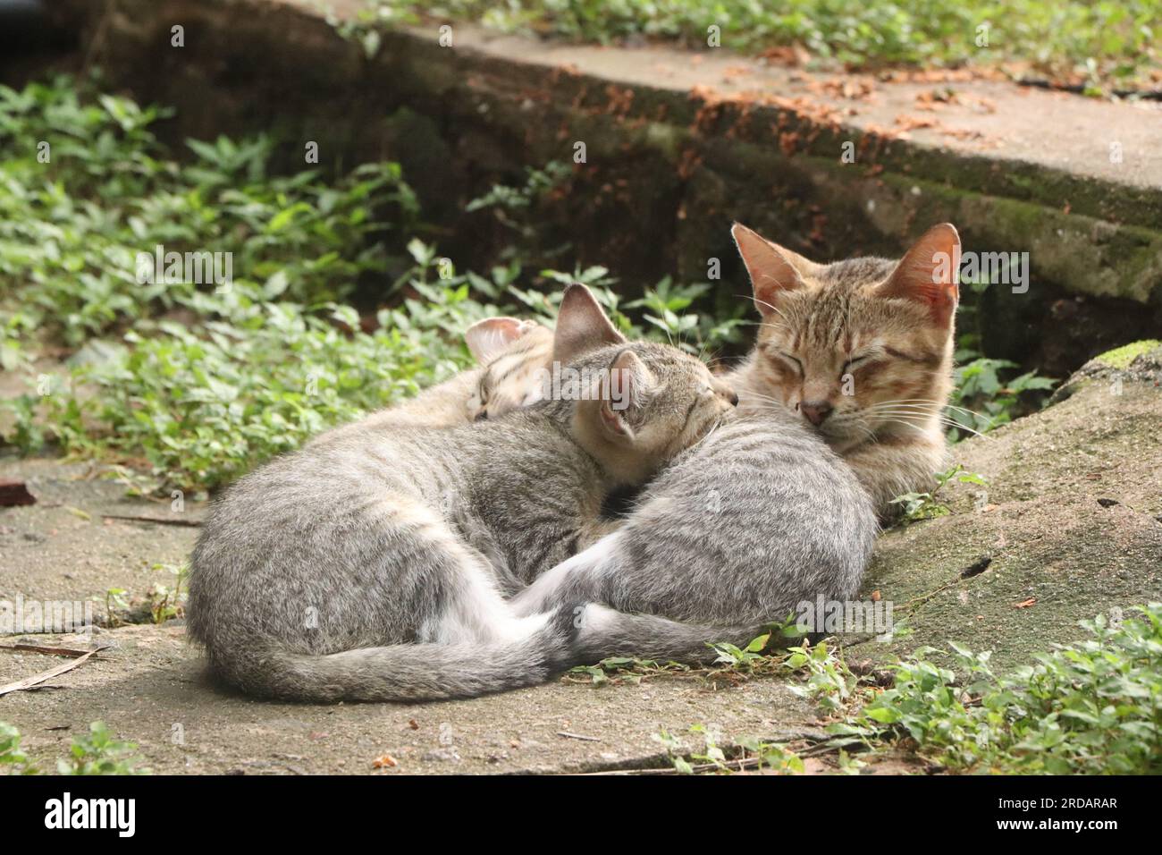 Une maman chat et ses chatons, dormant profondément dans un rayon de soleil. Banque D'Images