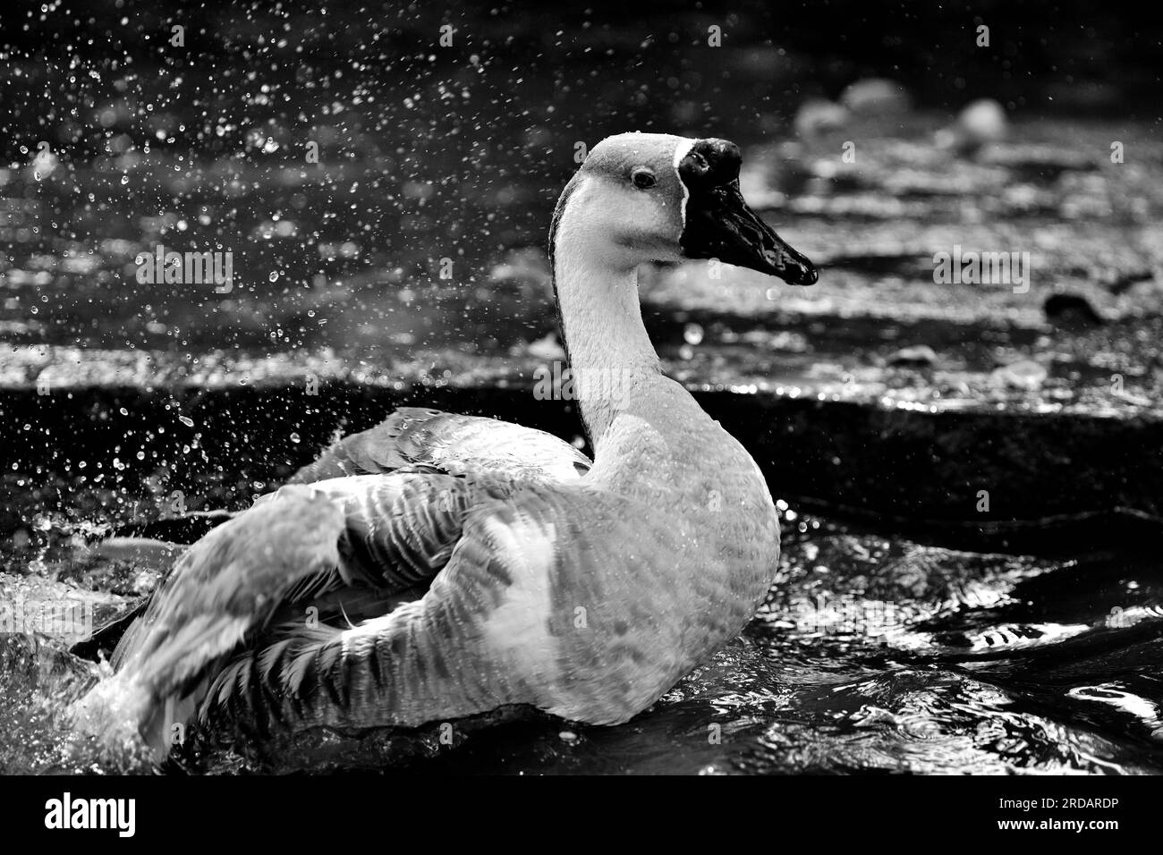 Le Splash - gouttes dans l'air Banque D'Images