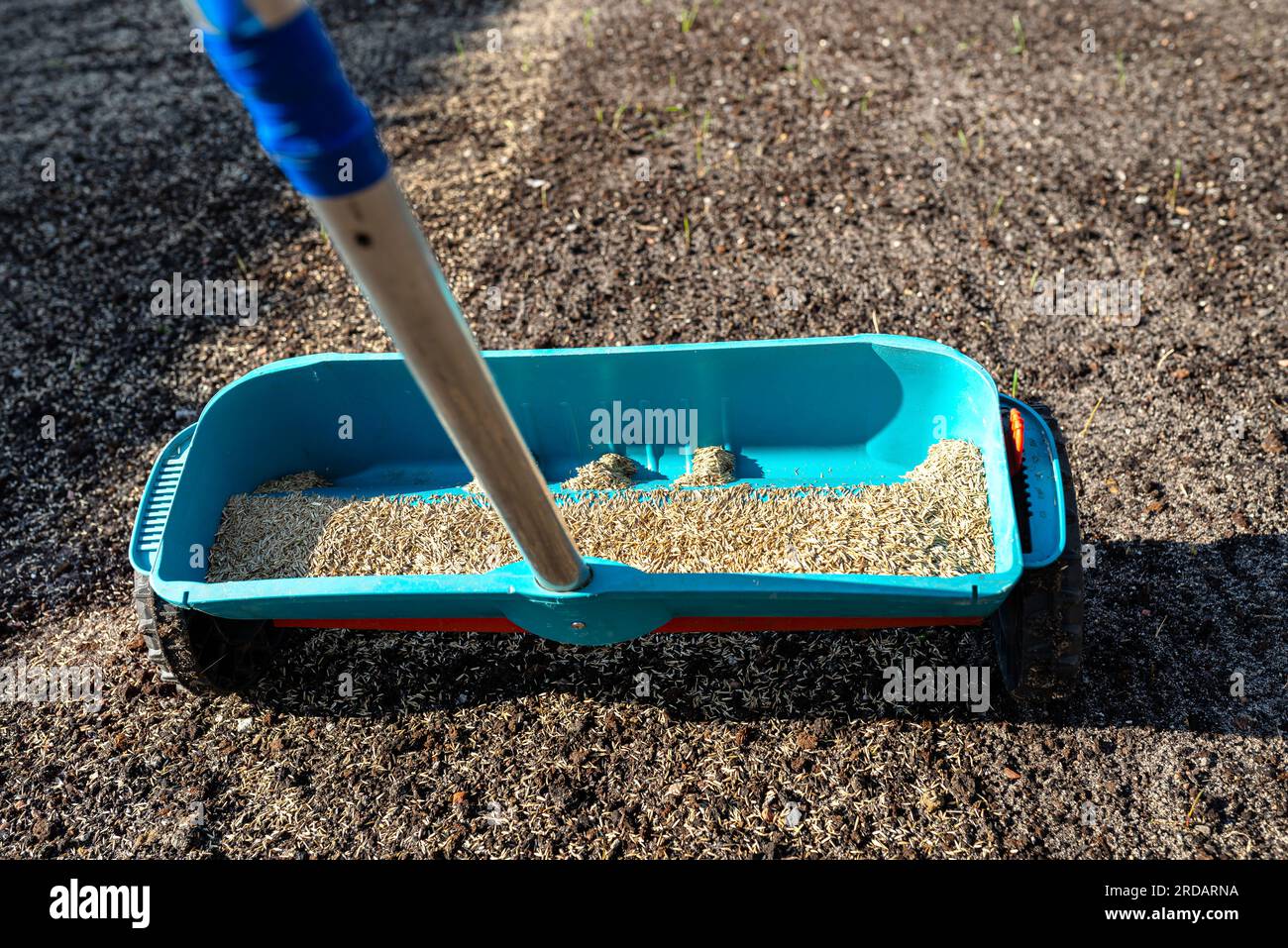 Semer de l'herbe avec un semoir à roues, des grains d'herbe visibles et du sol noir. Banque D'Images