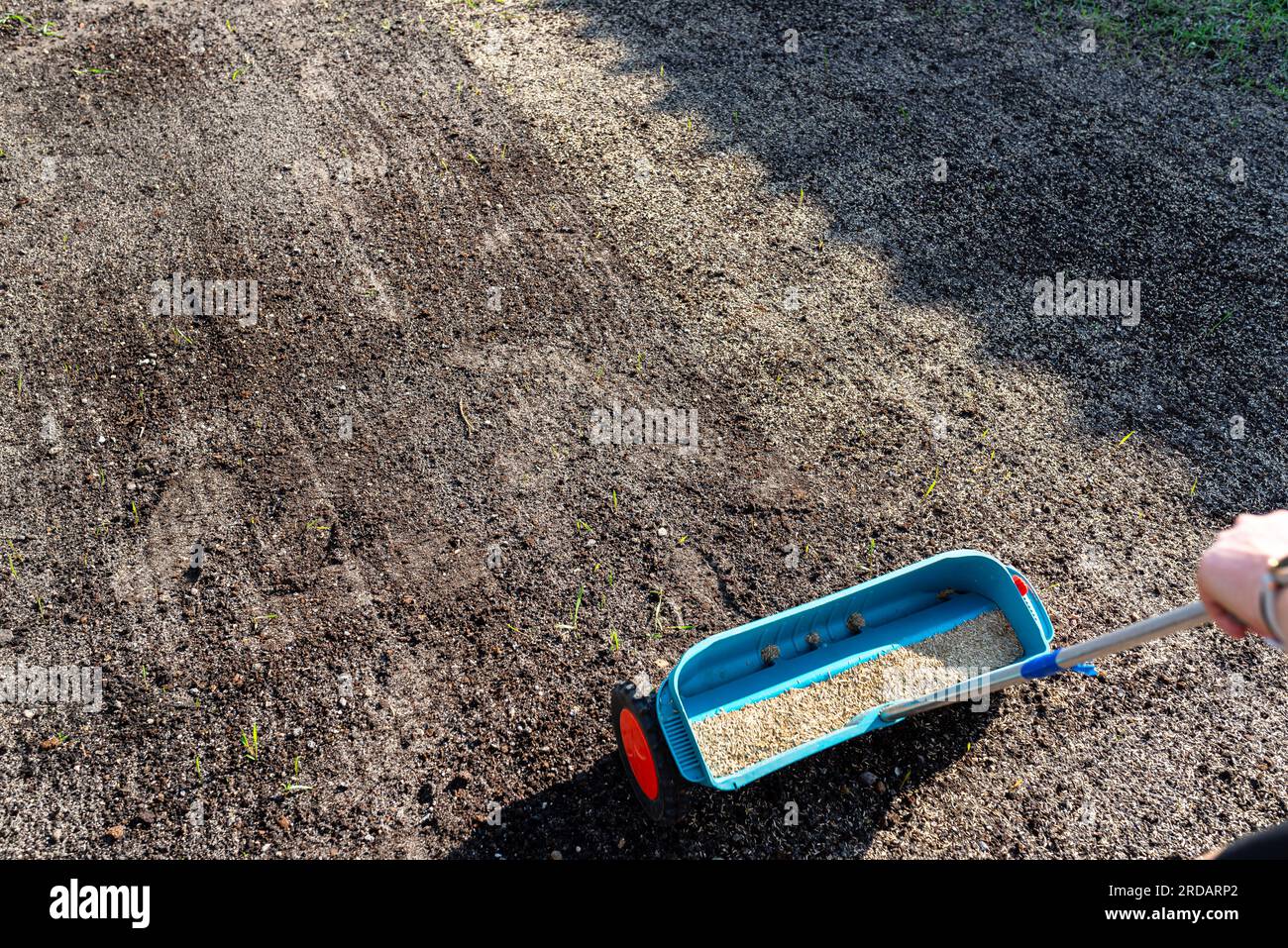 Une femme sème de l'herbe avec un semoir à roues, des grains visibles d'herbe et de la terre noire. Banque D'Images