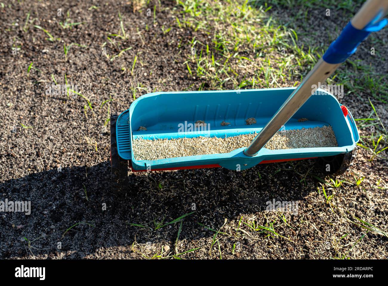 Semer de l'herbe avec un semoir à roues, des grains d'herbe visibles et du sol noir. Banque D'Images