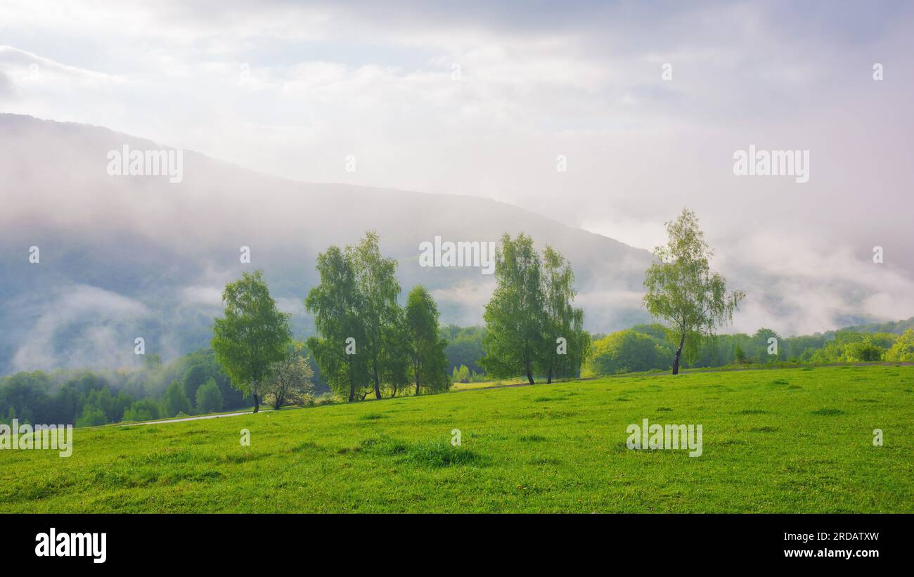 campagne carpathienne avec collines boisées. vue sur la vallée lointaine pleine de brouillard. matin nuageux au printemps Banque D'Images