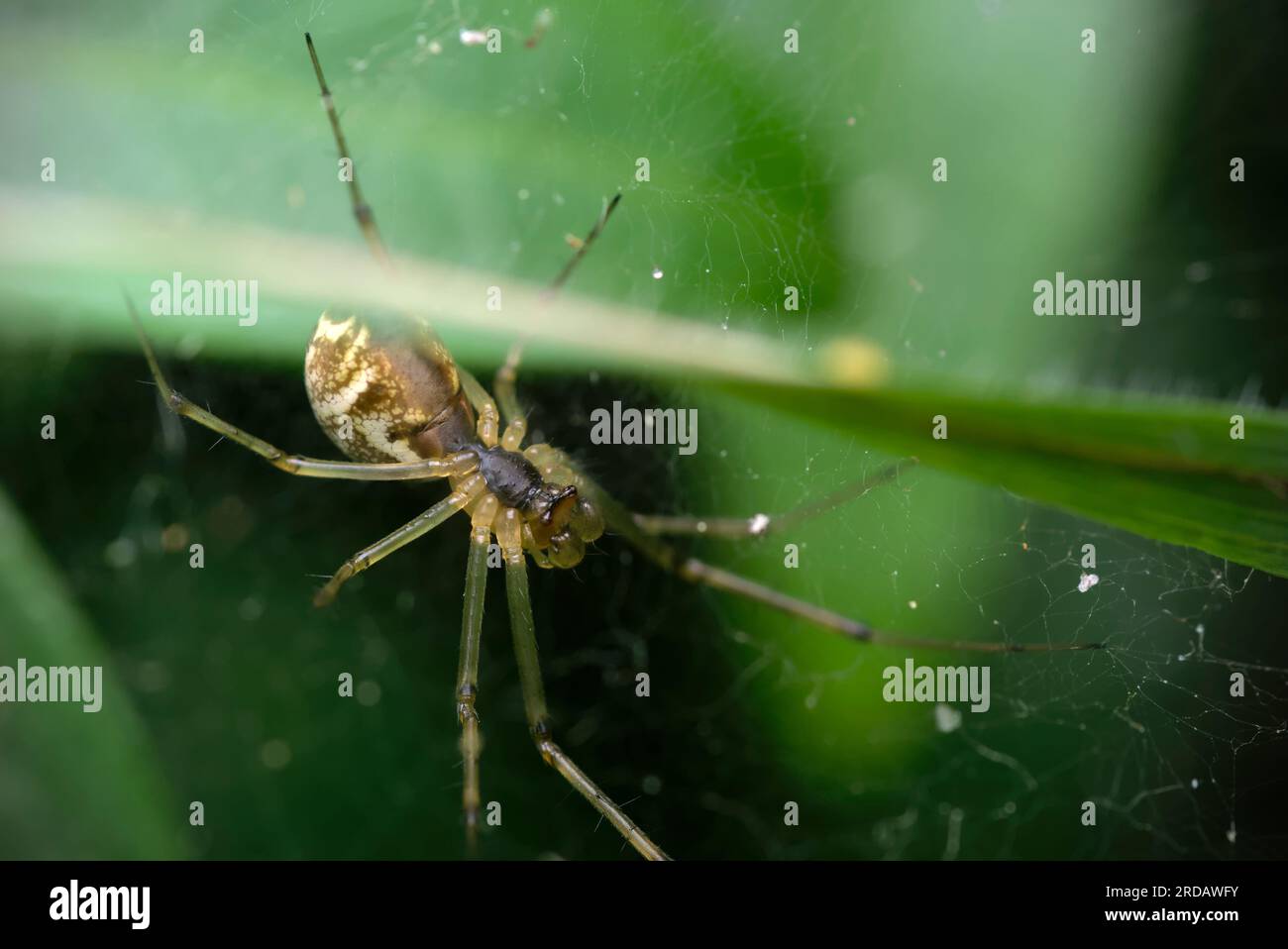 Armurier nain unique (Linyphia triangularis) dans sa toile d'araignée, attendant des proies, des araignées, des arachnides, de la macrophotographie, nature, biodiversité Banque D'Images